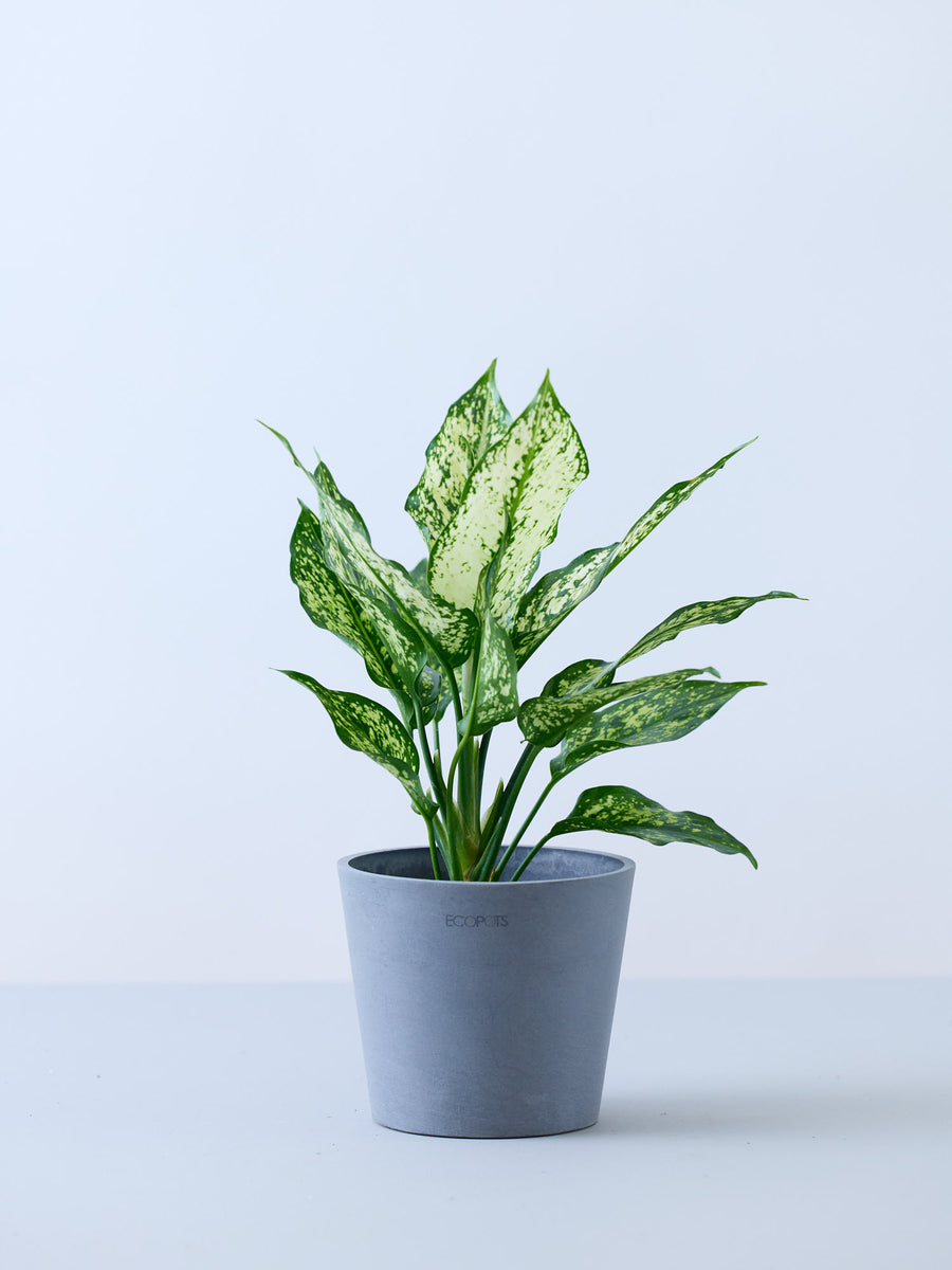 アグラオネマ 4号 | 観葉植物の通販 AND PLANTS (アンドプランツ)