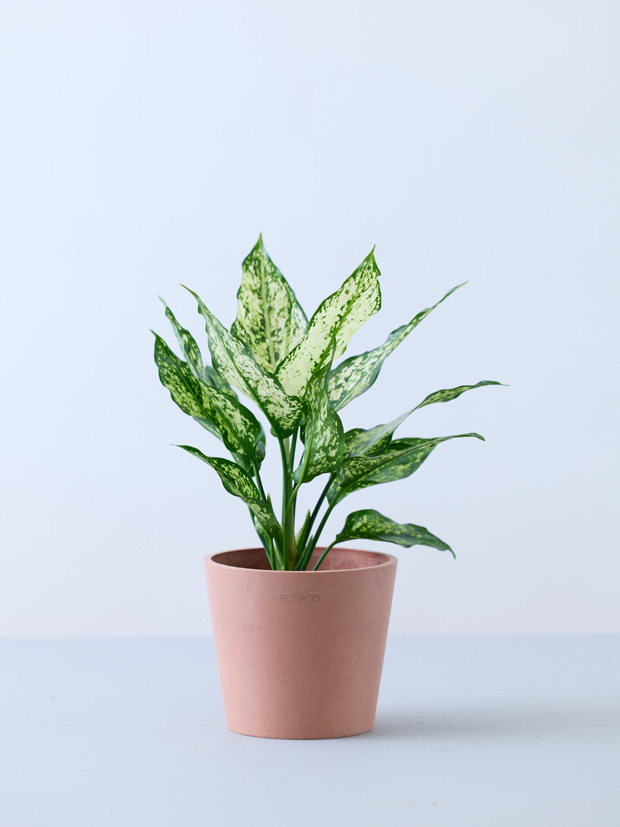 アグラオネマ 4号 | 観葉植物の通販 AND PLANTS (アンドプランツ)