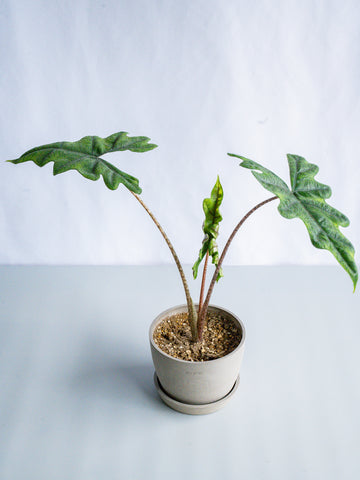 【一点もの】アロカシア・ジャックリン Table-L #3