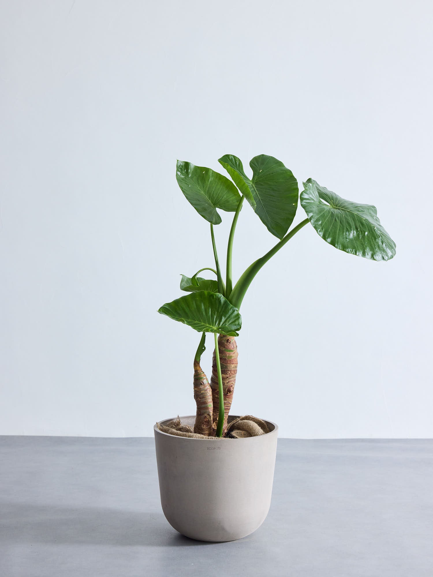 クワズイモ L | 観葉植物の通販 AND PLANTS (アンドプランツ)