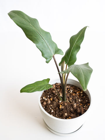 【一点もの】アロカシア・ラウテルバキアナ Table-L #1