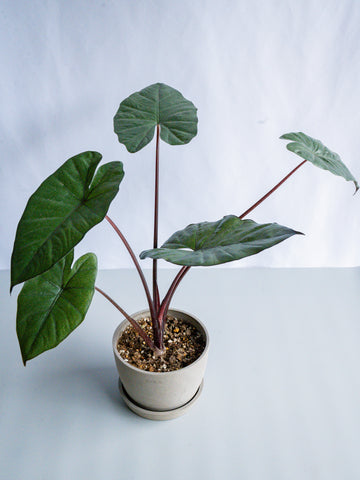 【一点もの】アロカシア・ユカタンプリンセス Table-L #3