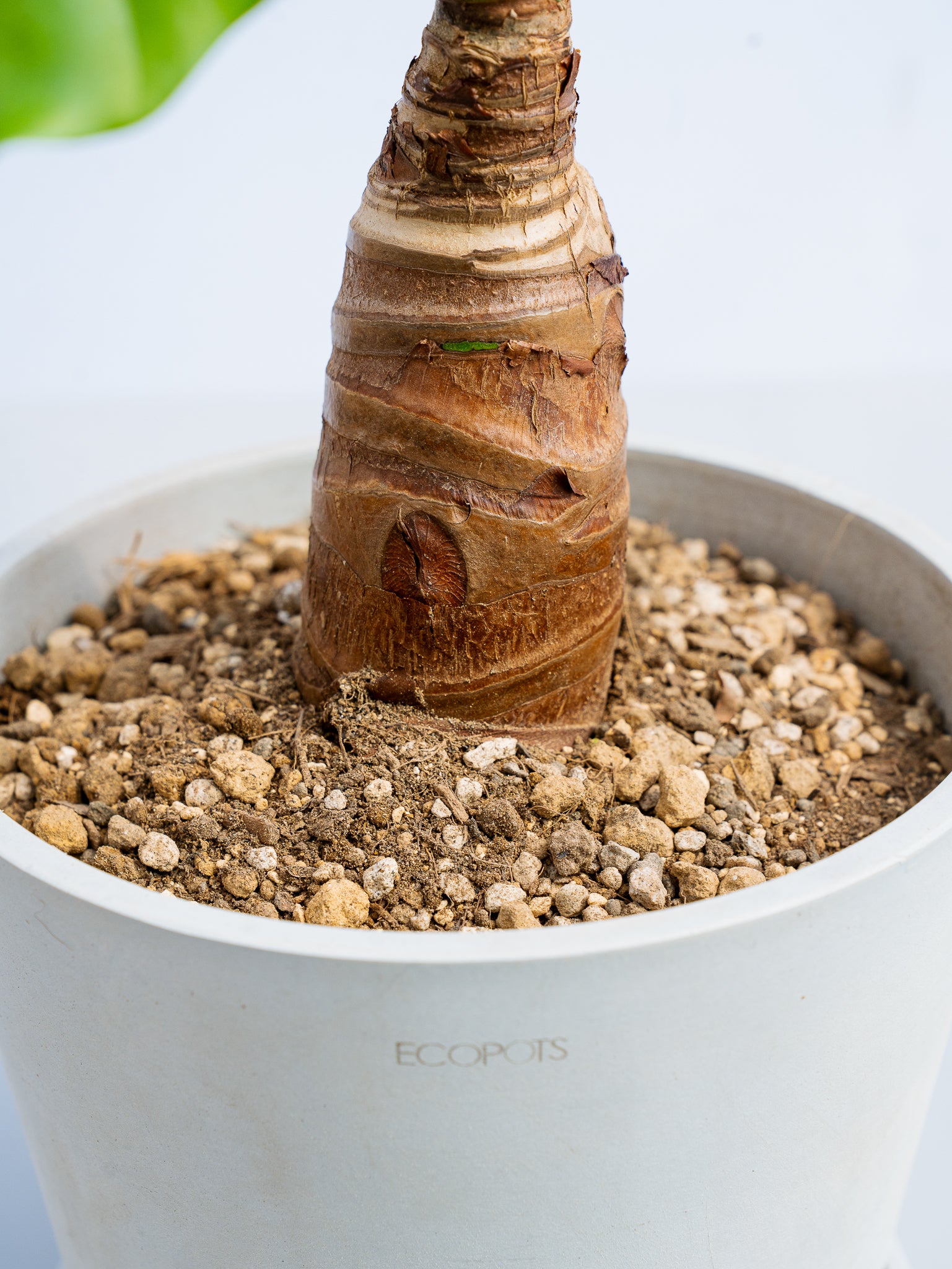シマクワズイモ S | 観葉植物の通販 AND PLANTS (アンドプランツ)