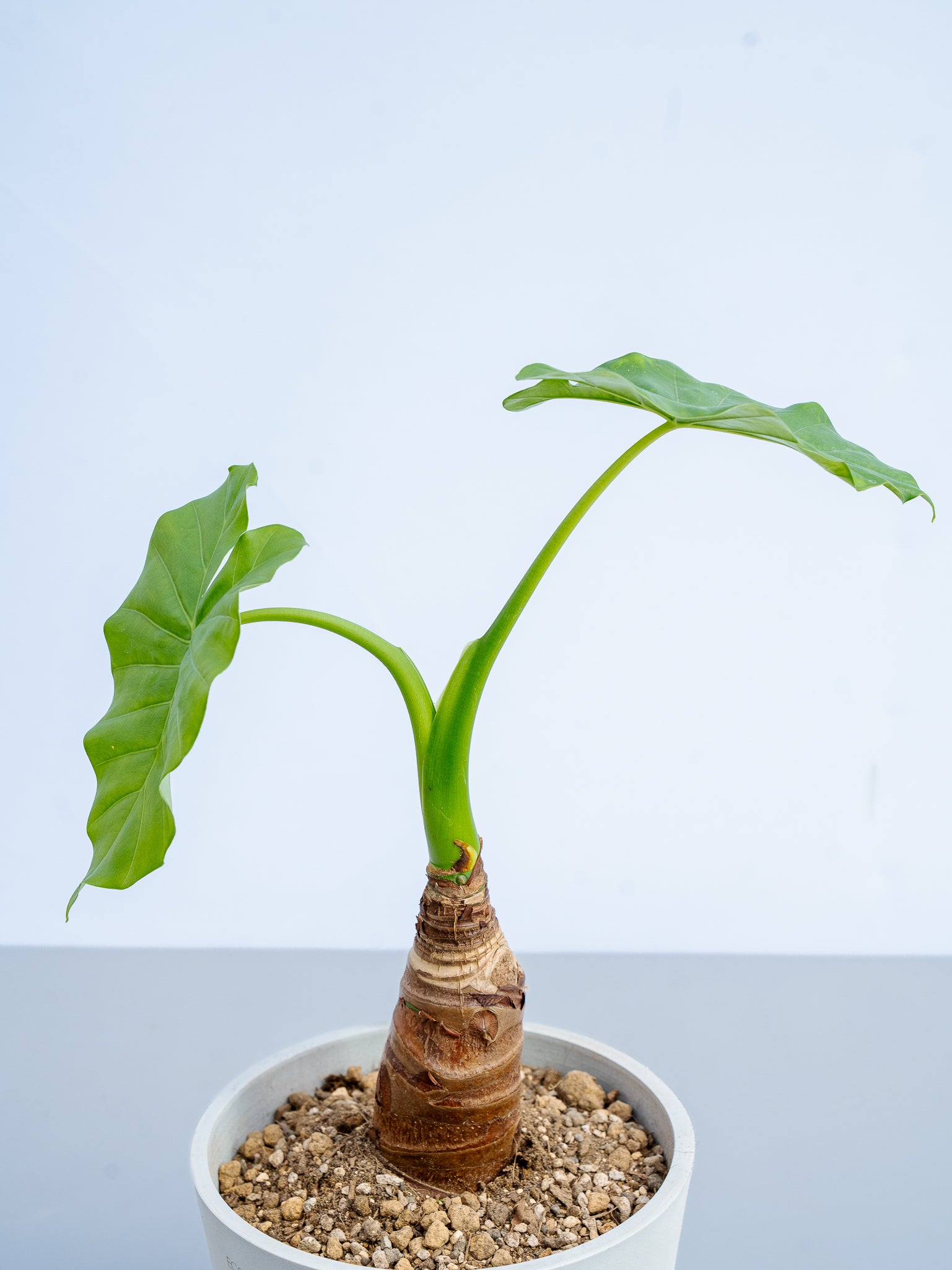 シマクワズイモ S | 観葉植物の通販 AND PLANTS (アンドプランツ)