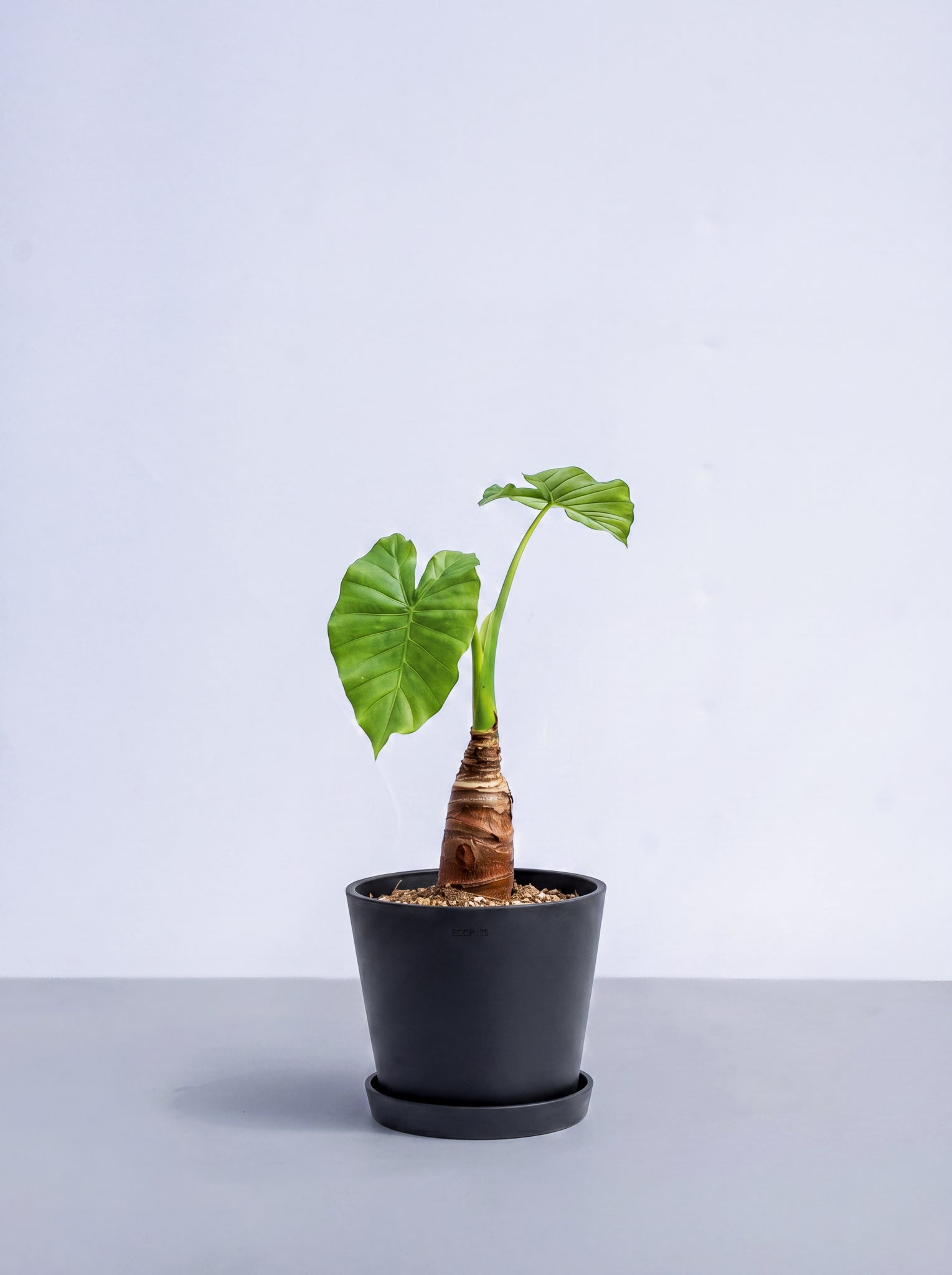 クワズイモ　観葉植物　9号 シマクワズイモ S | 観葉植物の通販 AND PLANTS (アンドプランツ)