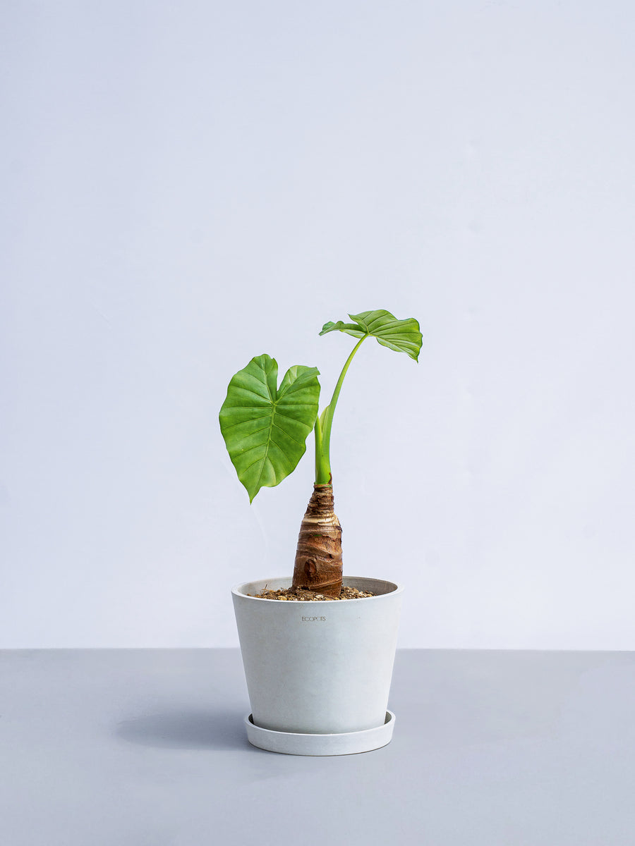 クワズイモ | 観葉植物の通販 AND PLANTS (アンドプランツ)