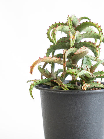 【一点もの】アロエ・カスティロニアエ Table-M