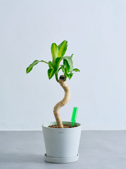 アンドプランツ  観葉植物用 活力剤