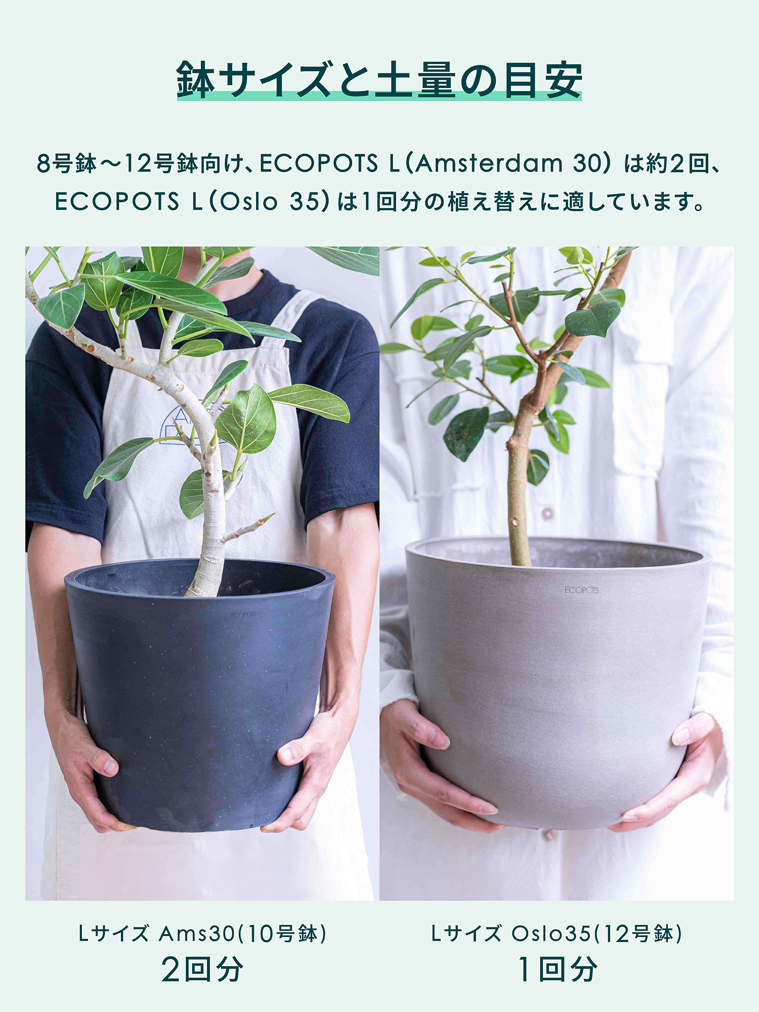 AND PLANTS SOIL 観葉植物の土 25L <8~12号鉢向け>