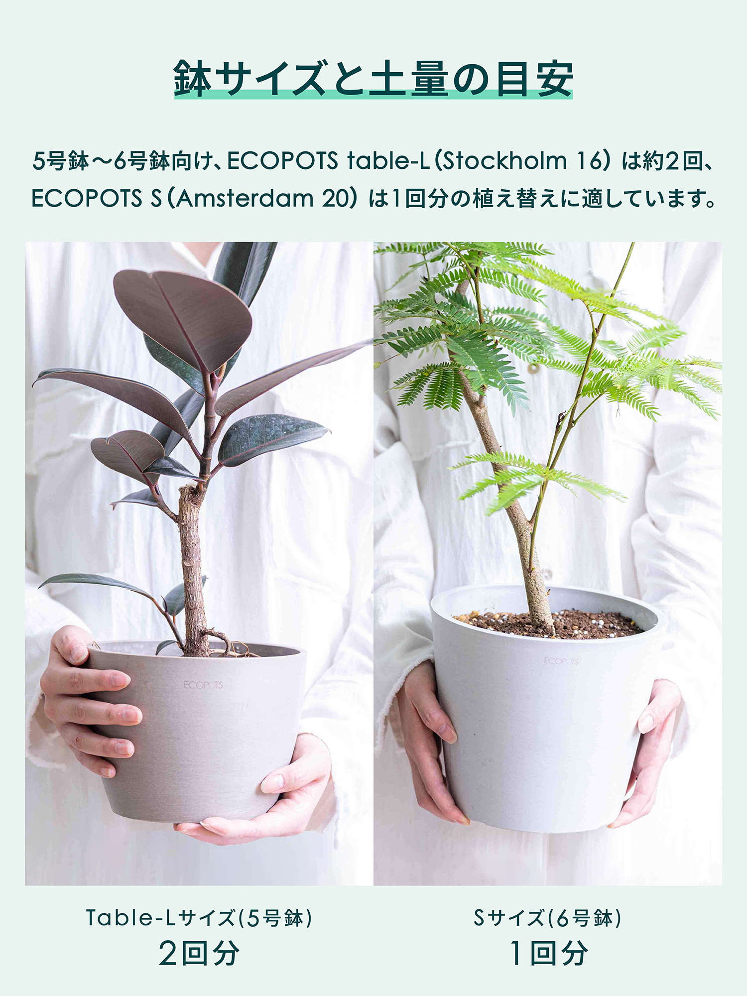 AND PLANTS SOIL 観葉植物の土 2L <6号鉢向け>