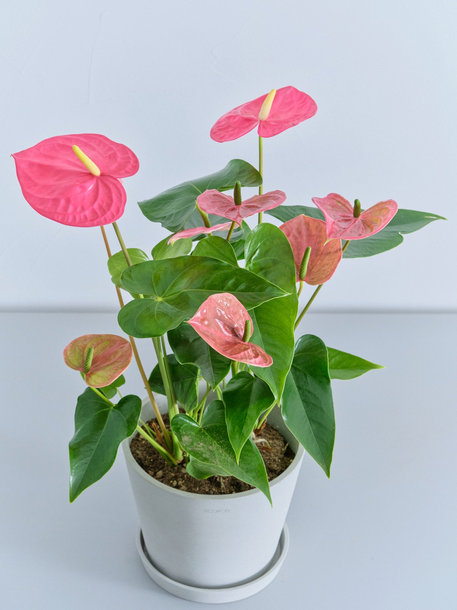 アンスリウム ピンク S | 観葉植物の通販 AND PLANTS (アンドプランツ)