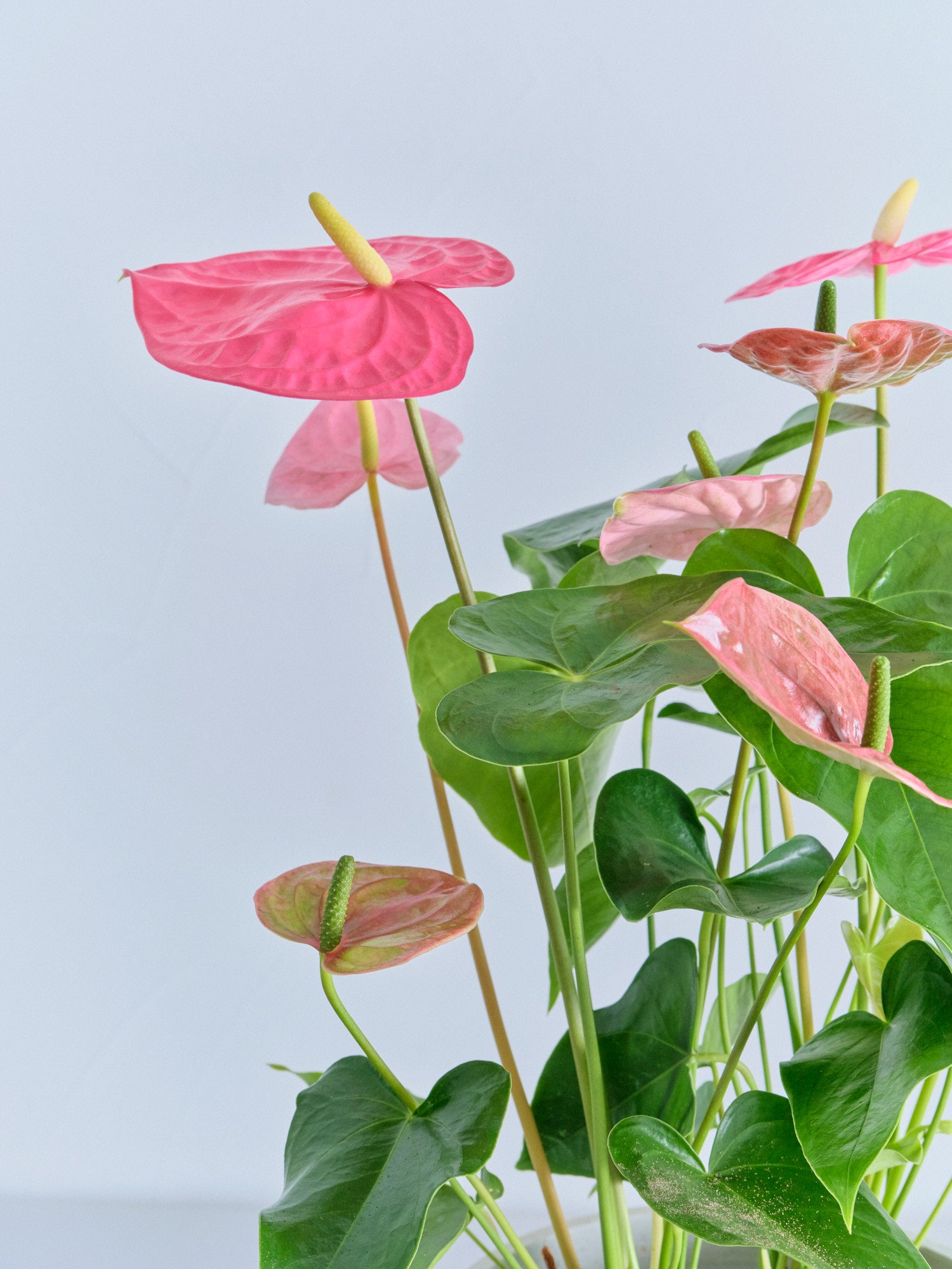 アンスリウム ピンク S | 観葉植物の通販 AND PLANTS (アンドプランツ)