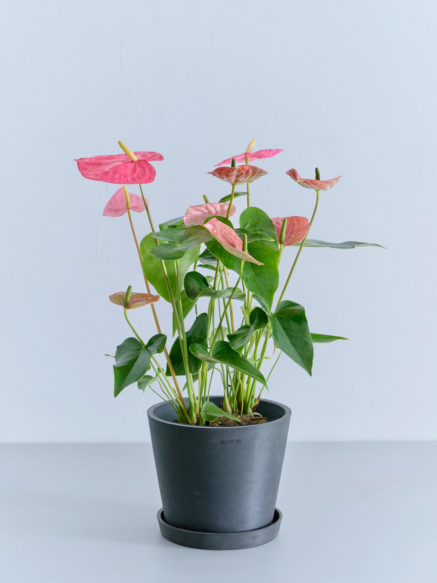 アンスリウム ピンク S | 観葉植物の通販 AND PLANTS (アンドプランツ)