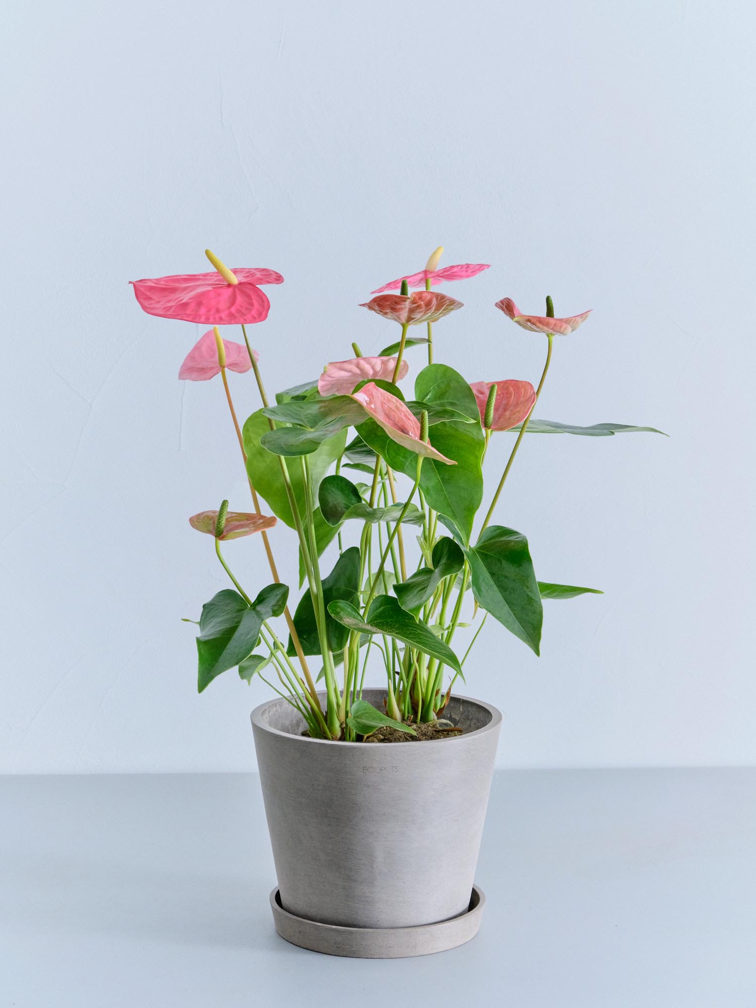 アンスリウム ピンク S | 観葉植物の通販 AND PLANTS (アンドプランツ)