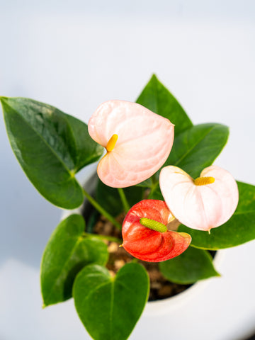 アンスリウム ピンク Table-M