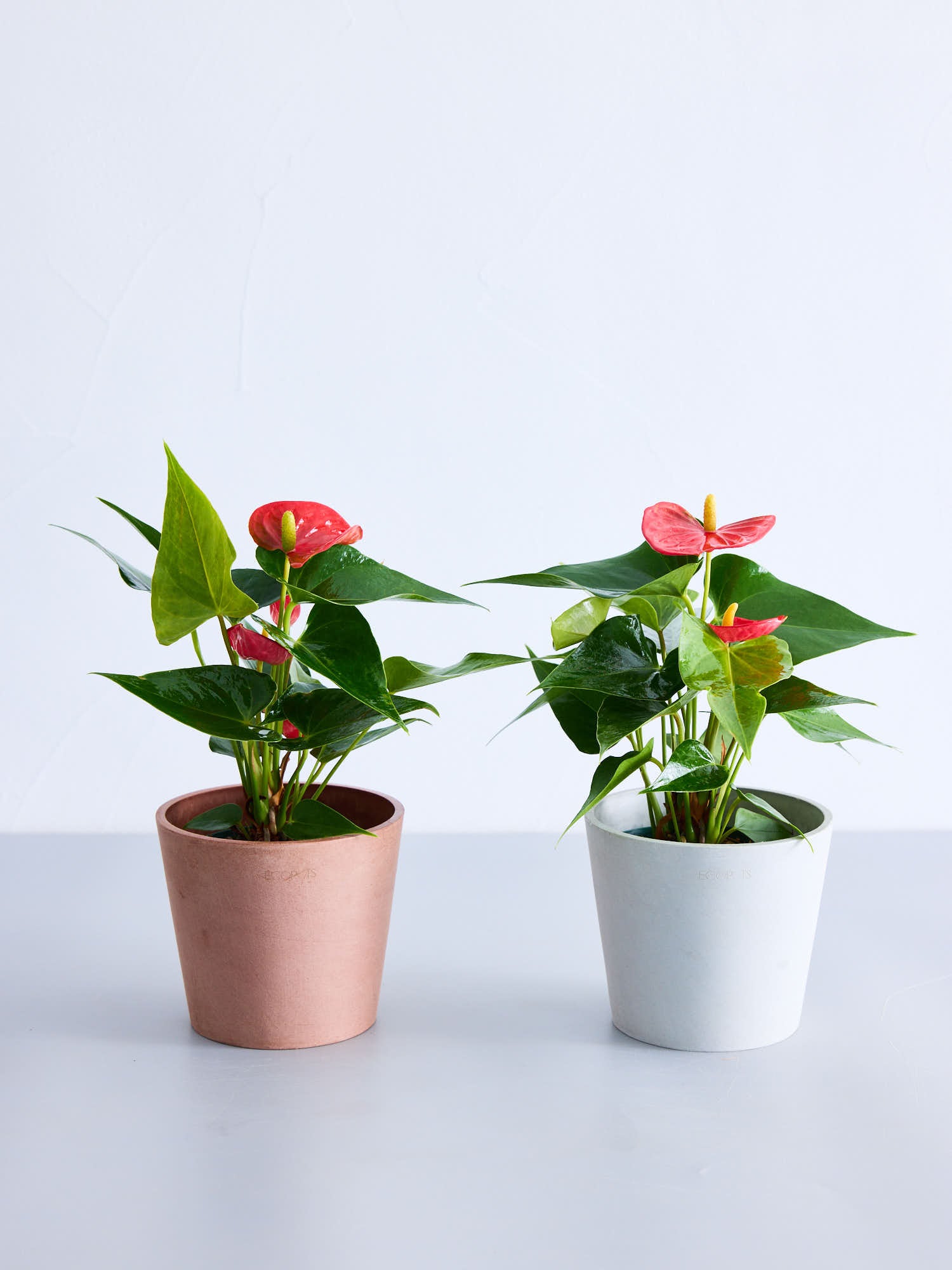 アンスリウム レッド Table-M | 観葉植物の通販 AND PLANTS (アンド