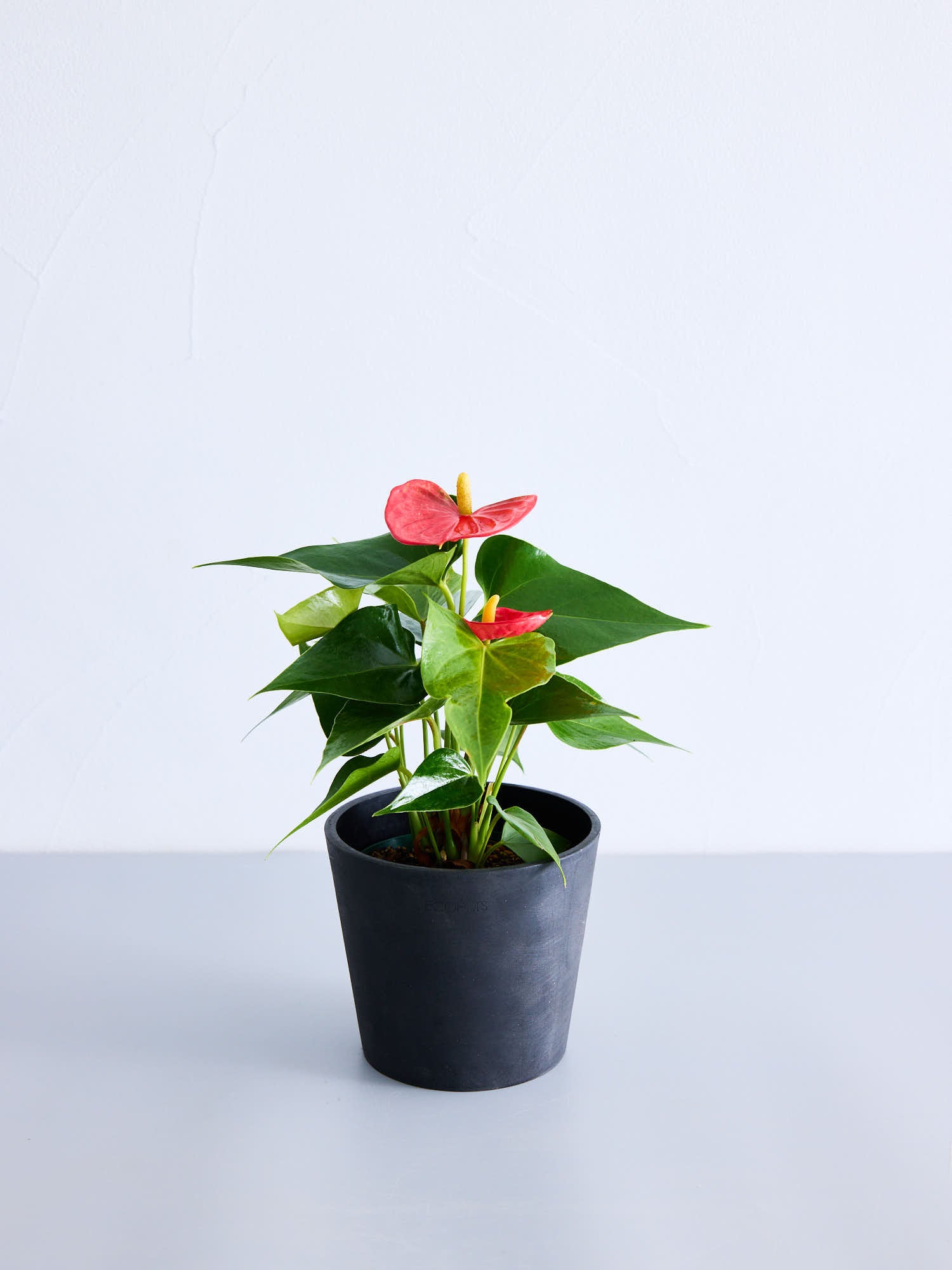 Anthurium sp. red stem アンスリウム sp. レッドステム アンスリウム レッド Table-M | 観葉植物の通販 AND PLANTS (アンド