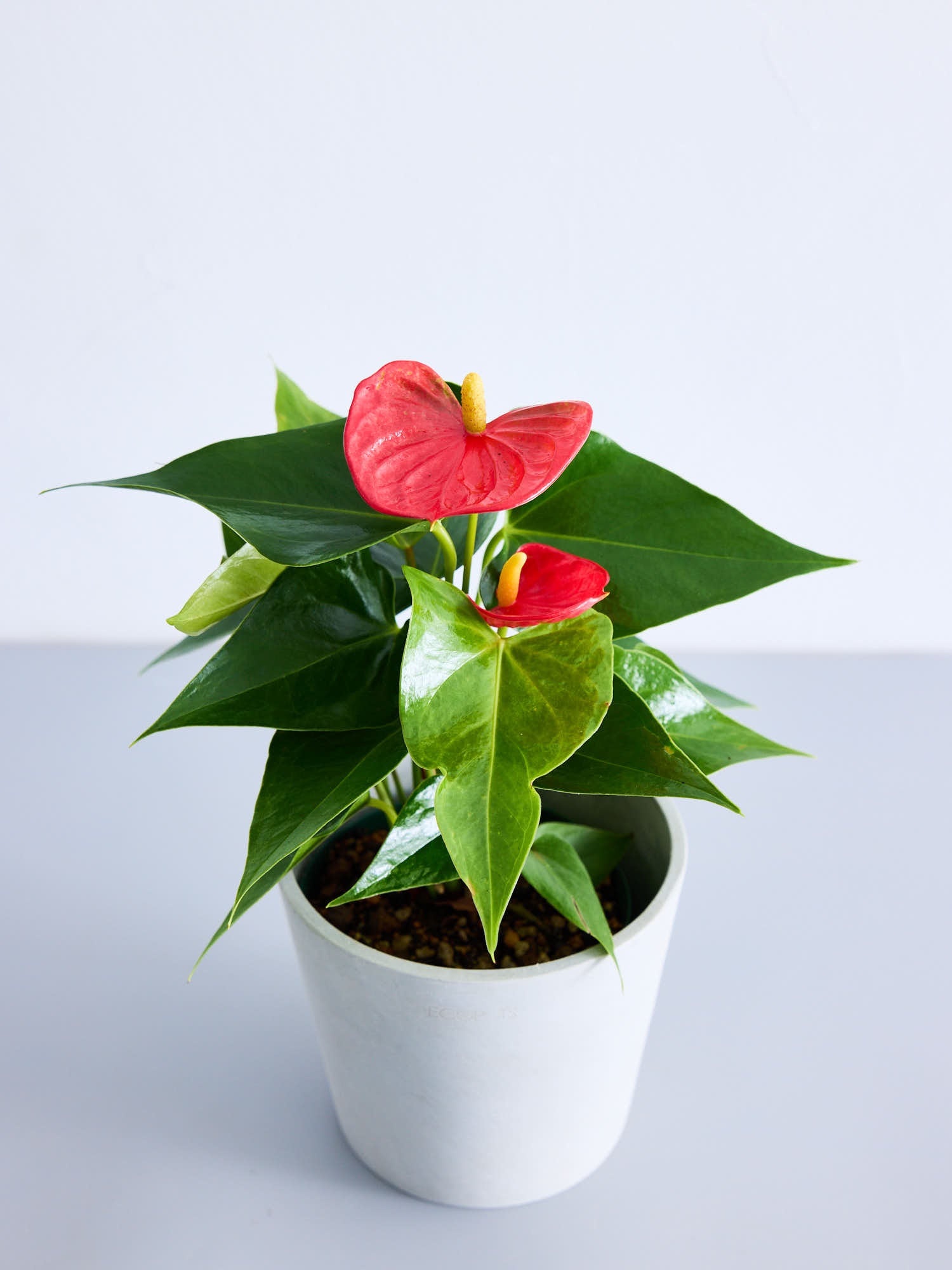アンスリウム レッド Table-M | 観葉植物の通販 AND PLANTS (アンド