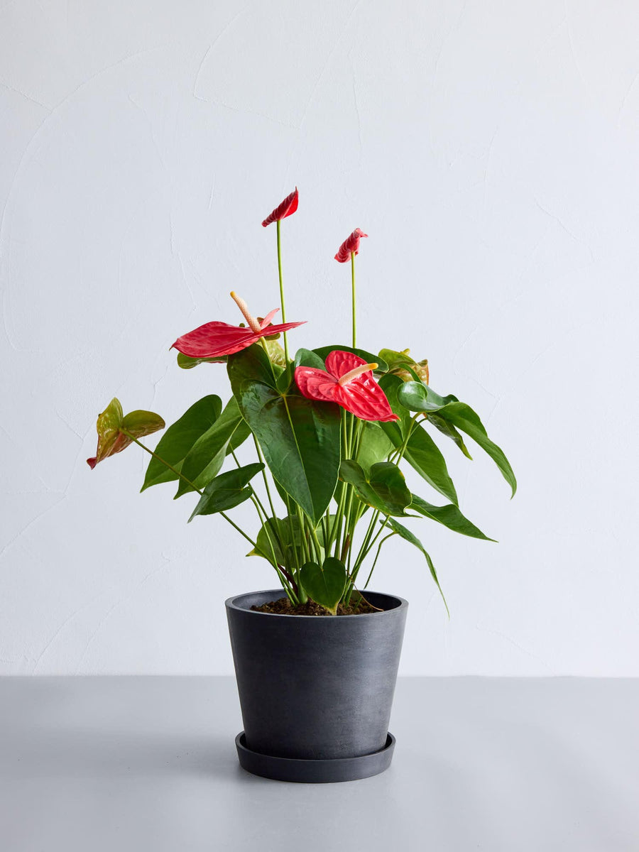 アンスリウム 6号 | 観葉植物の通販 AND PLANTS (アンドプランツ)