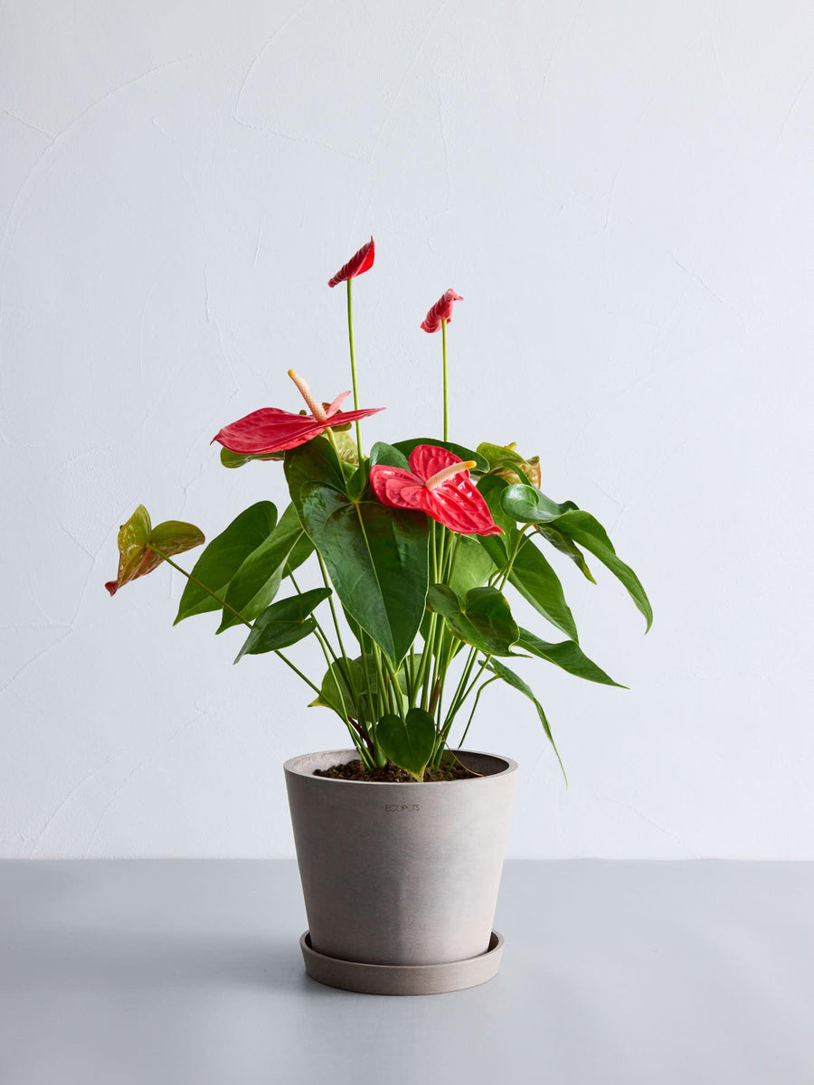 アンスリウム | 観葉植物の通販 AND PLANTS (アンドプランツ)