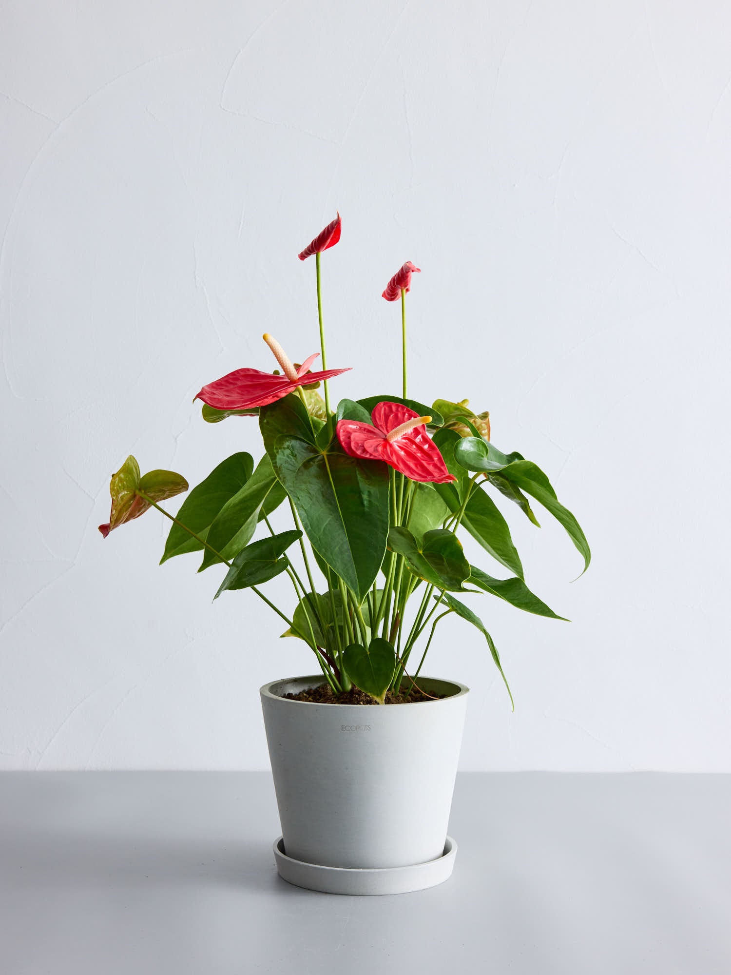 アンスリウム S | 観葉植物の通販 AND PLANTS (アンドプランツ)