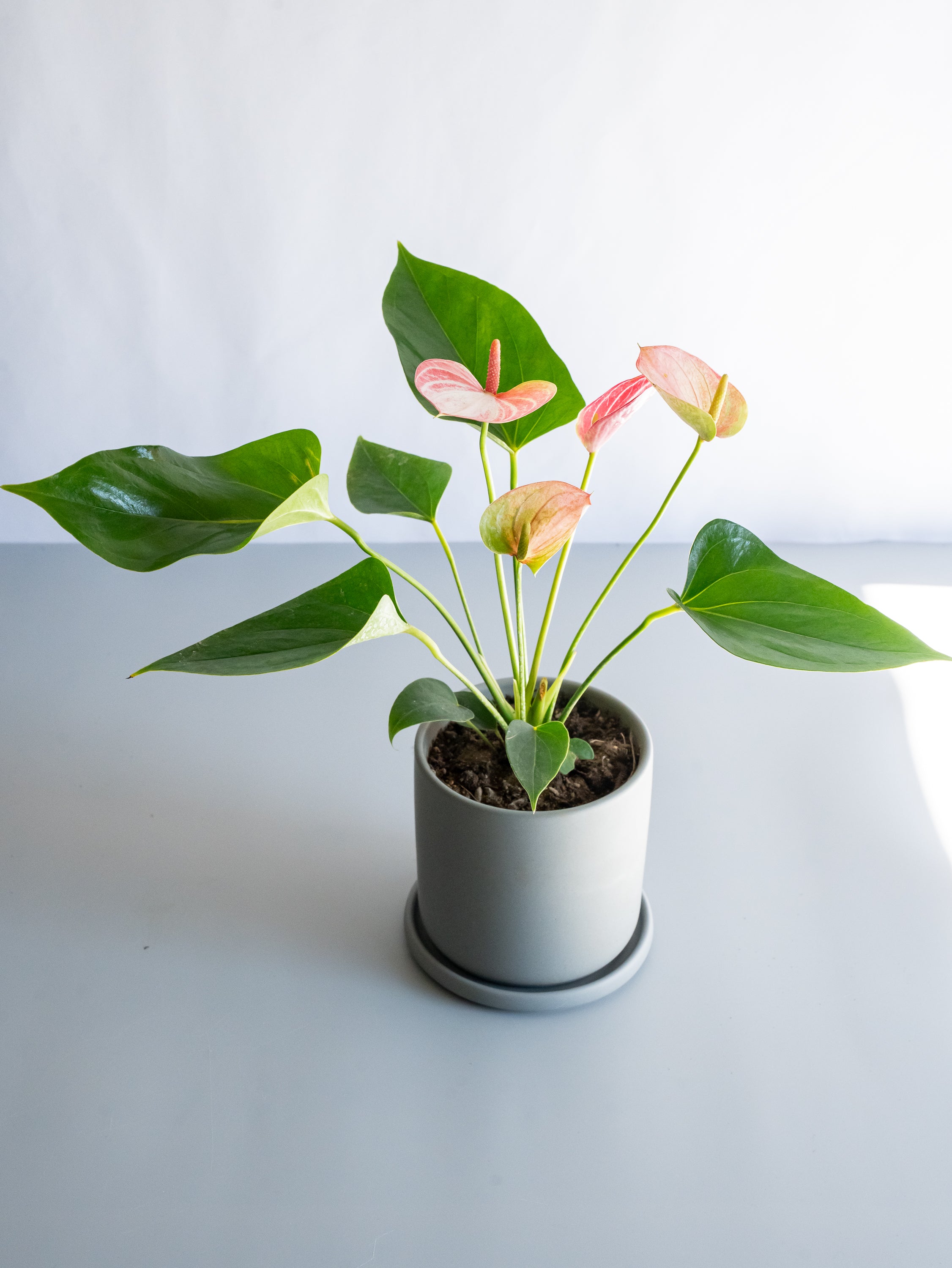 【一点もの】アンスリウム Table-M #2