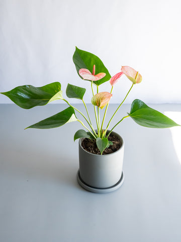 【一点もの】アンスリウム Table-M #2