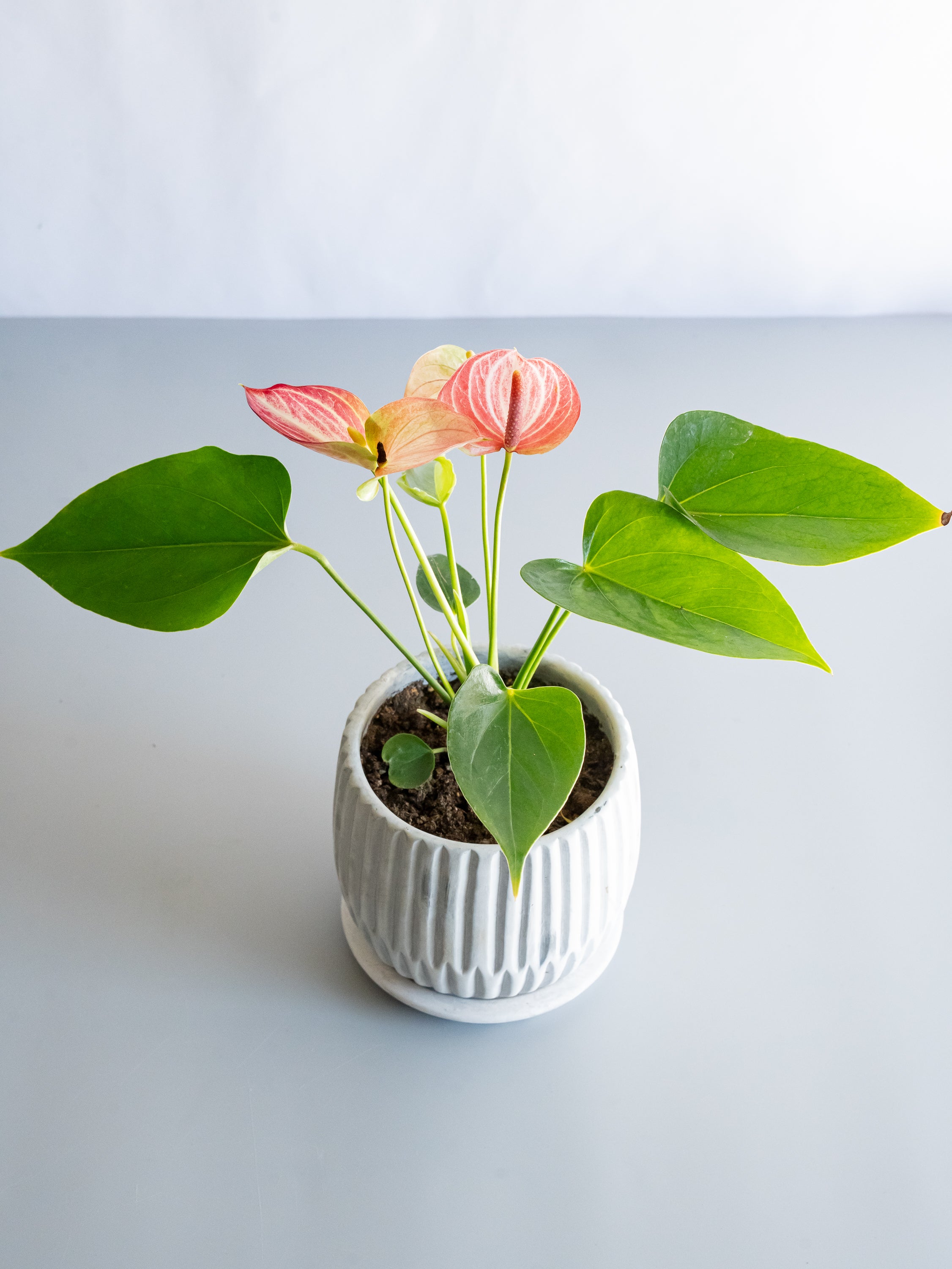 【一点もの】アンスリウム Table-M #1