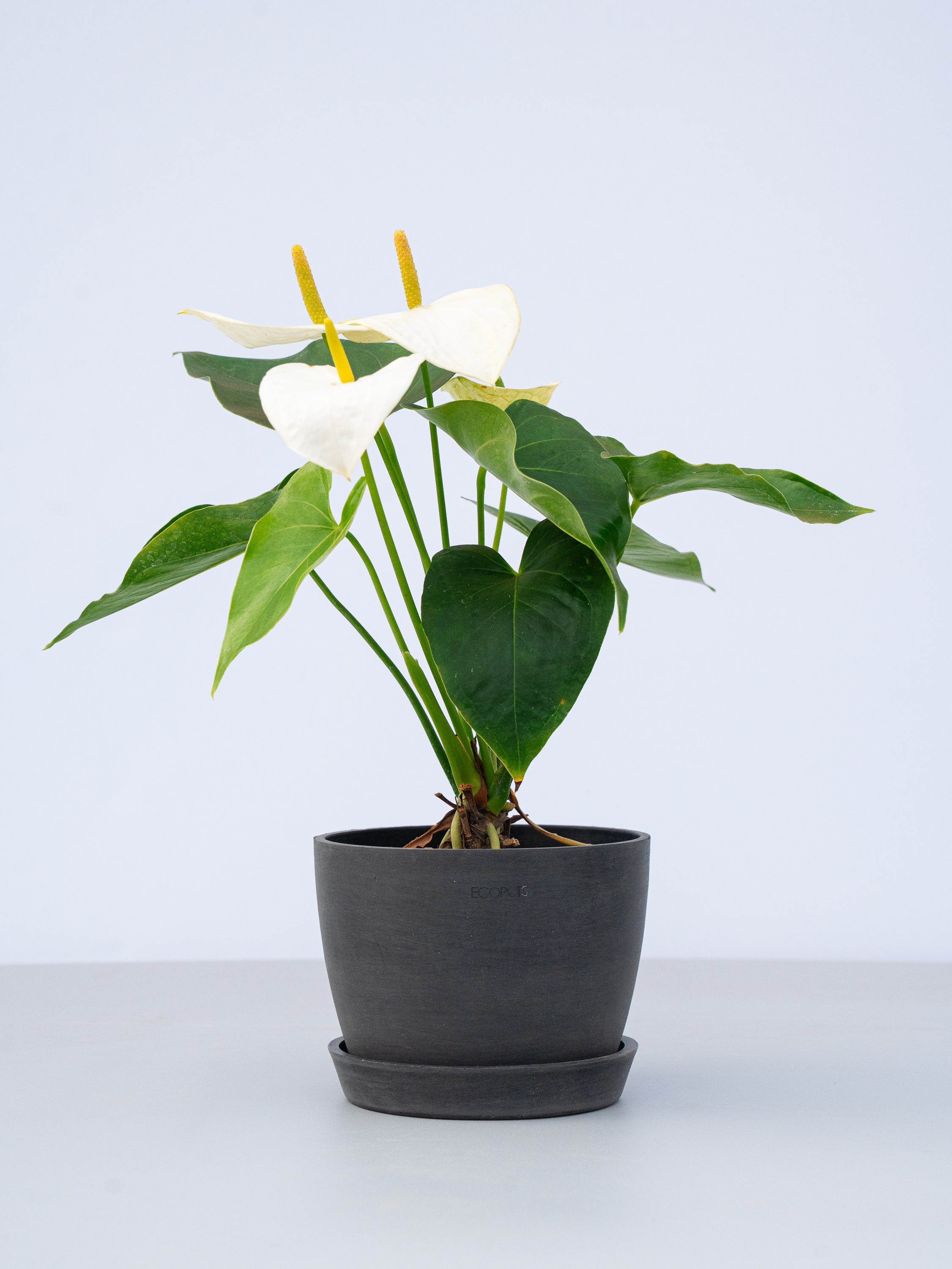 アンスリウム 白 Table-L | 観葉植物の通販 AND PLANTS (アンドプランツ)