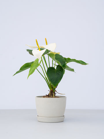 アンスリウム 白 Table-L