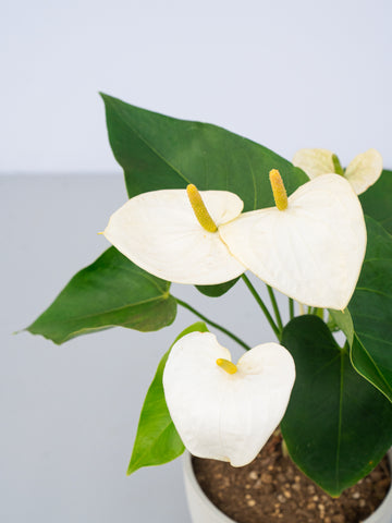 アンスリウム 白 Table-L