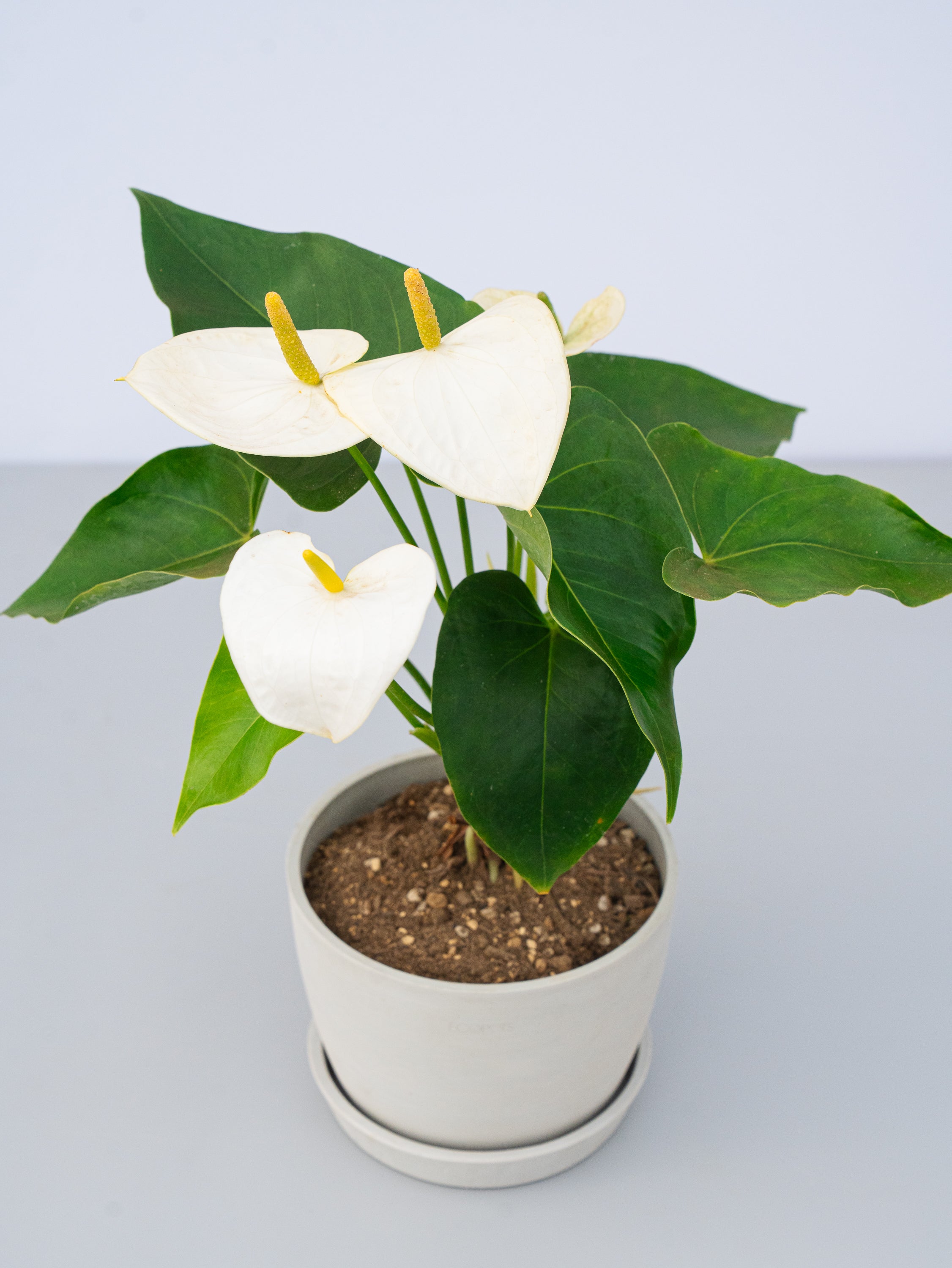 アンスリウム 白 Table-L | 観葉植物の通販 AND PLANTS (アンドプランツ)