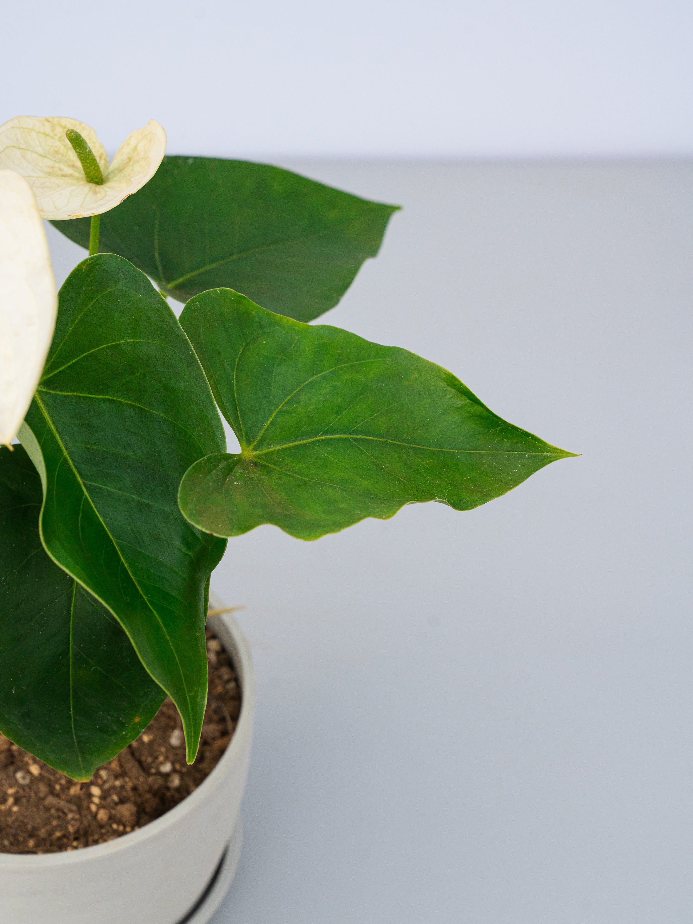 アンスリウム 白 Table-L | 観葉植物の通販 AND PLANTS (アンドプランツ)