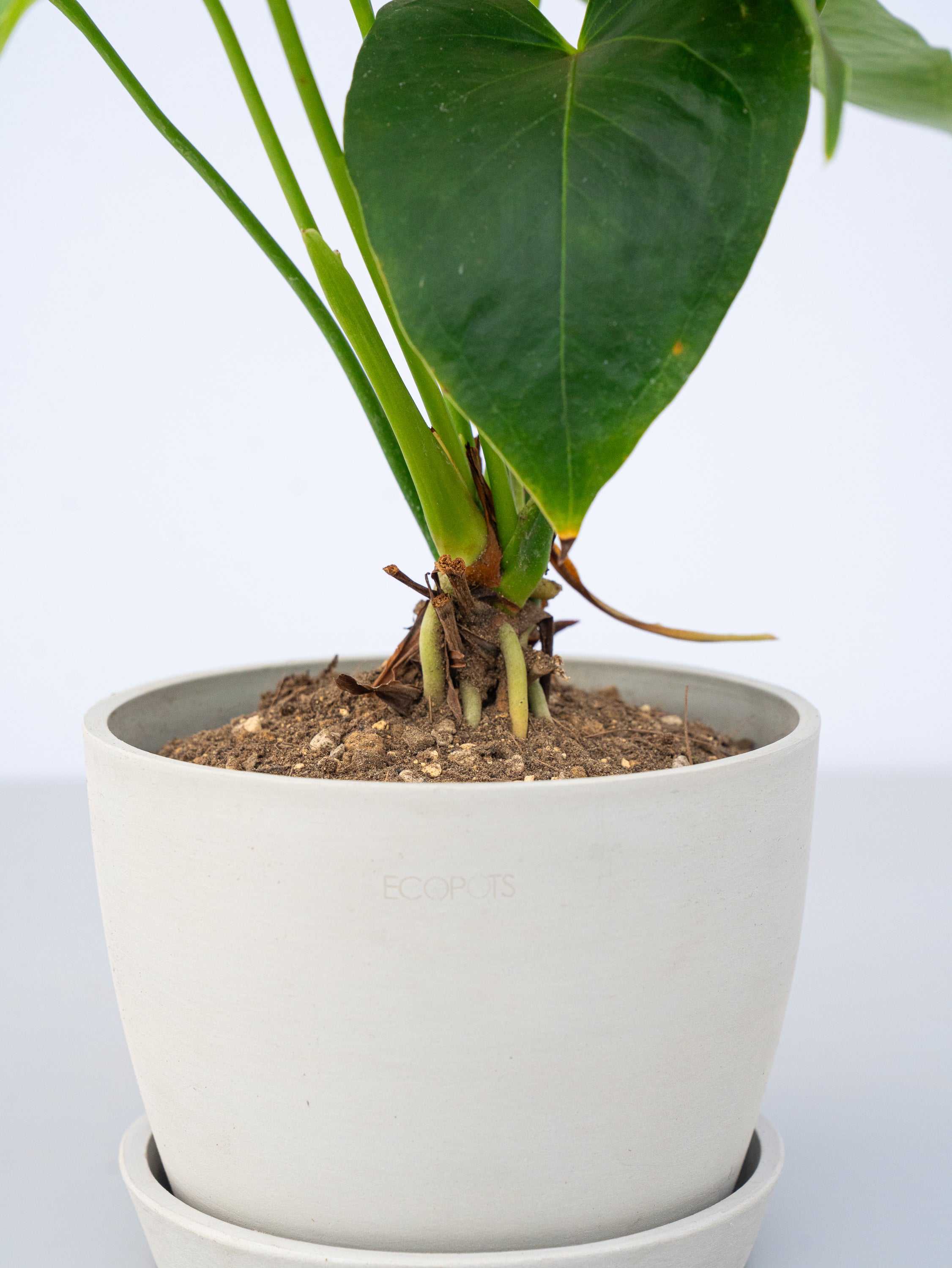 アンスリウム 白 Table-L | 観葉植物の通販 AND PLANTS (アンドプランツ)