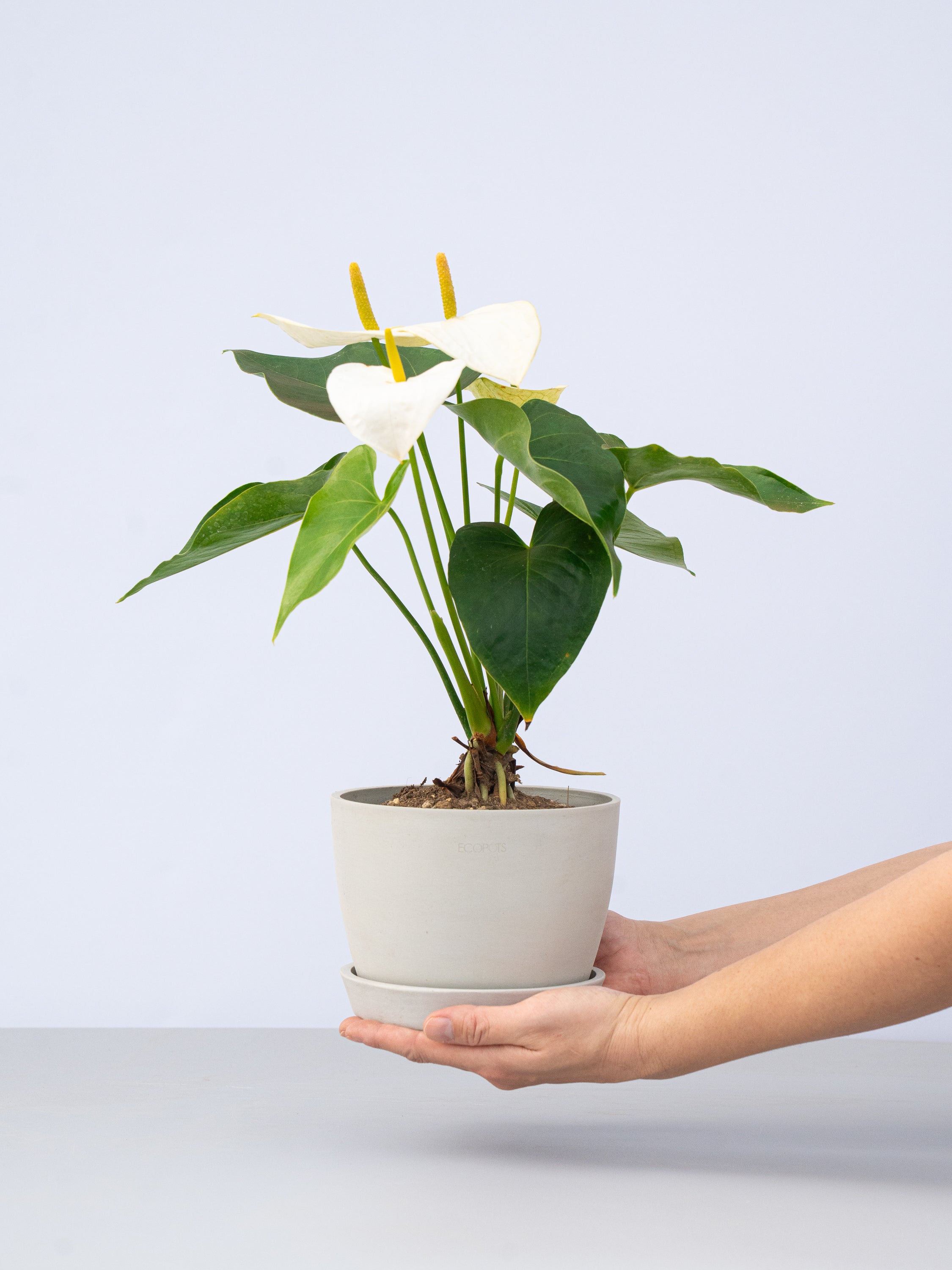 アンスリウム 白 Table-L | 観葉植物の通販 AND PLANTS (アンドプランツ)