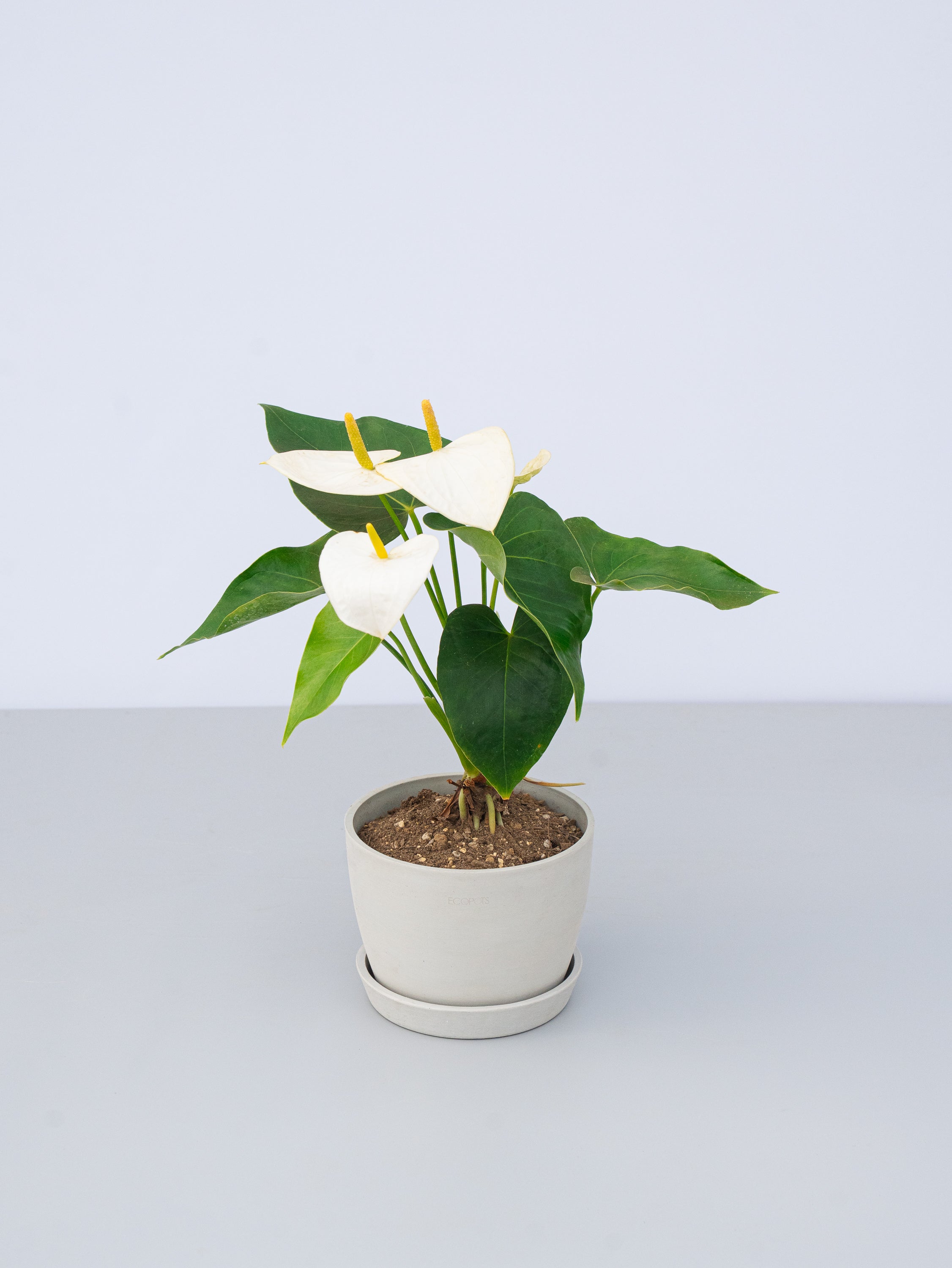 アンスリウム 白 Table-L | 観葉植物の通販 AND PLANTS (アンドプランツ)