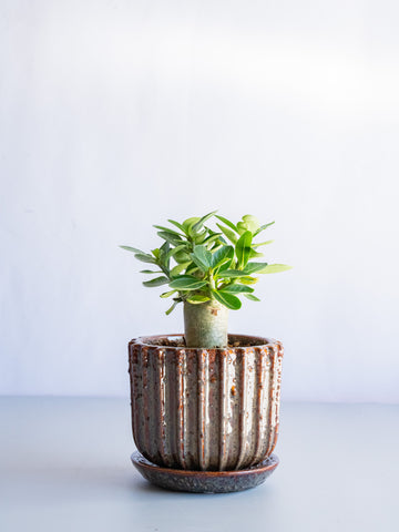 【一点もの】アデニウム・アラビカム Table-M #2