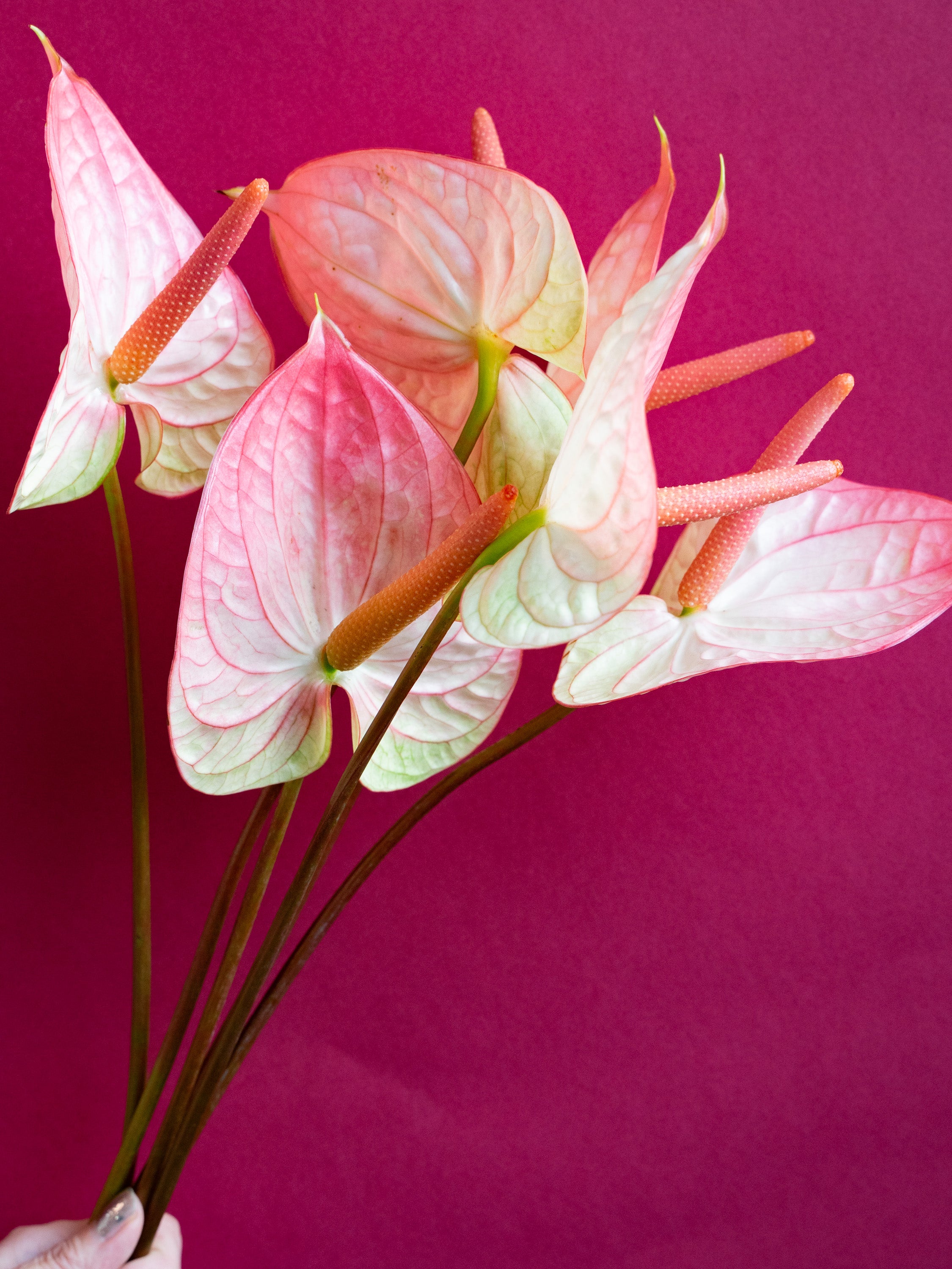 【11/30〜12/2到着】アンスリウムファンタジア 6本