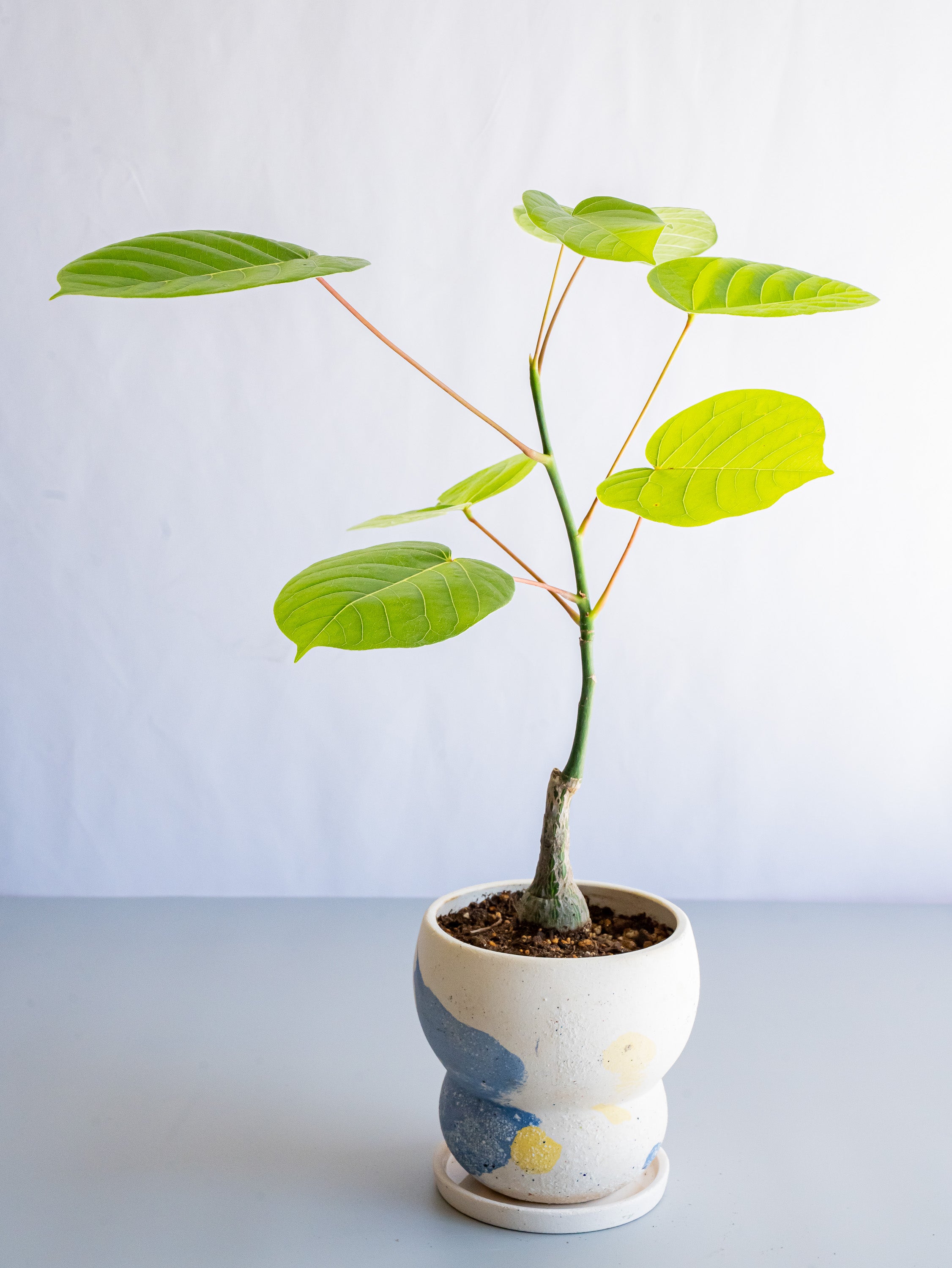 【一点もの】ボンバックス 実生 Table-M #2