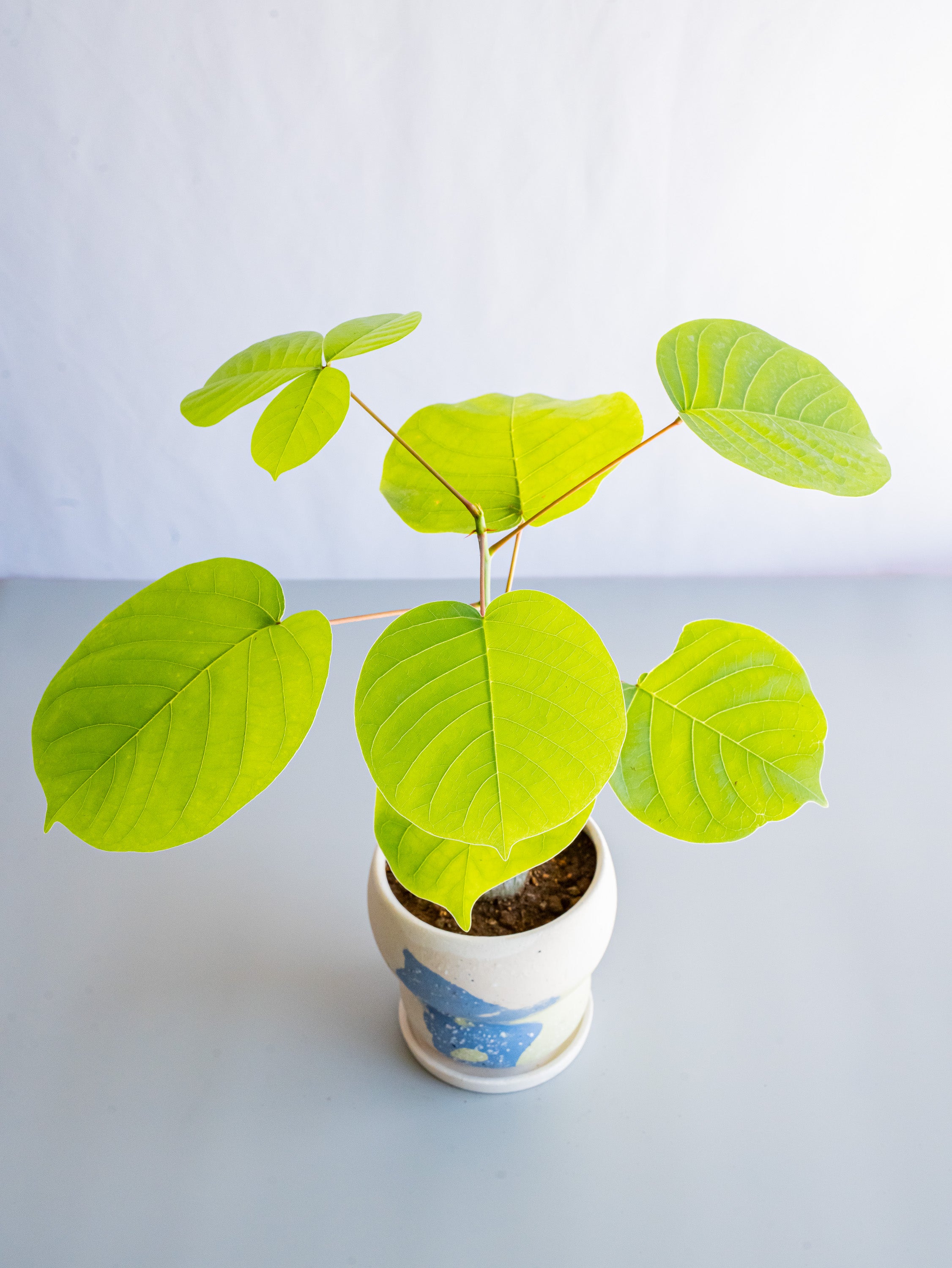 【一点もの】ボンバックス 実生 Table-M #3