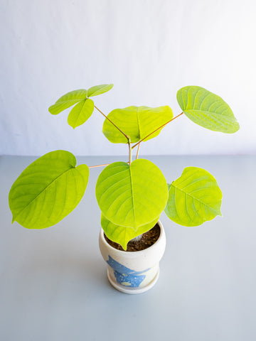 【一点もの】ボンバックス 実生 Table-M #3