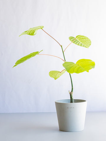 【一点もの】ボンバックス 実生 Table-M #4