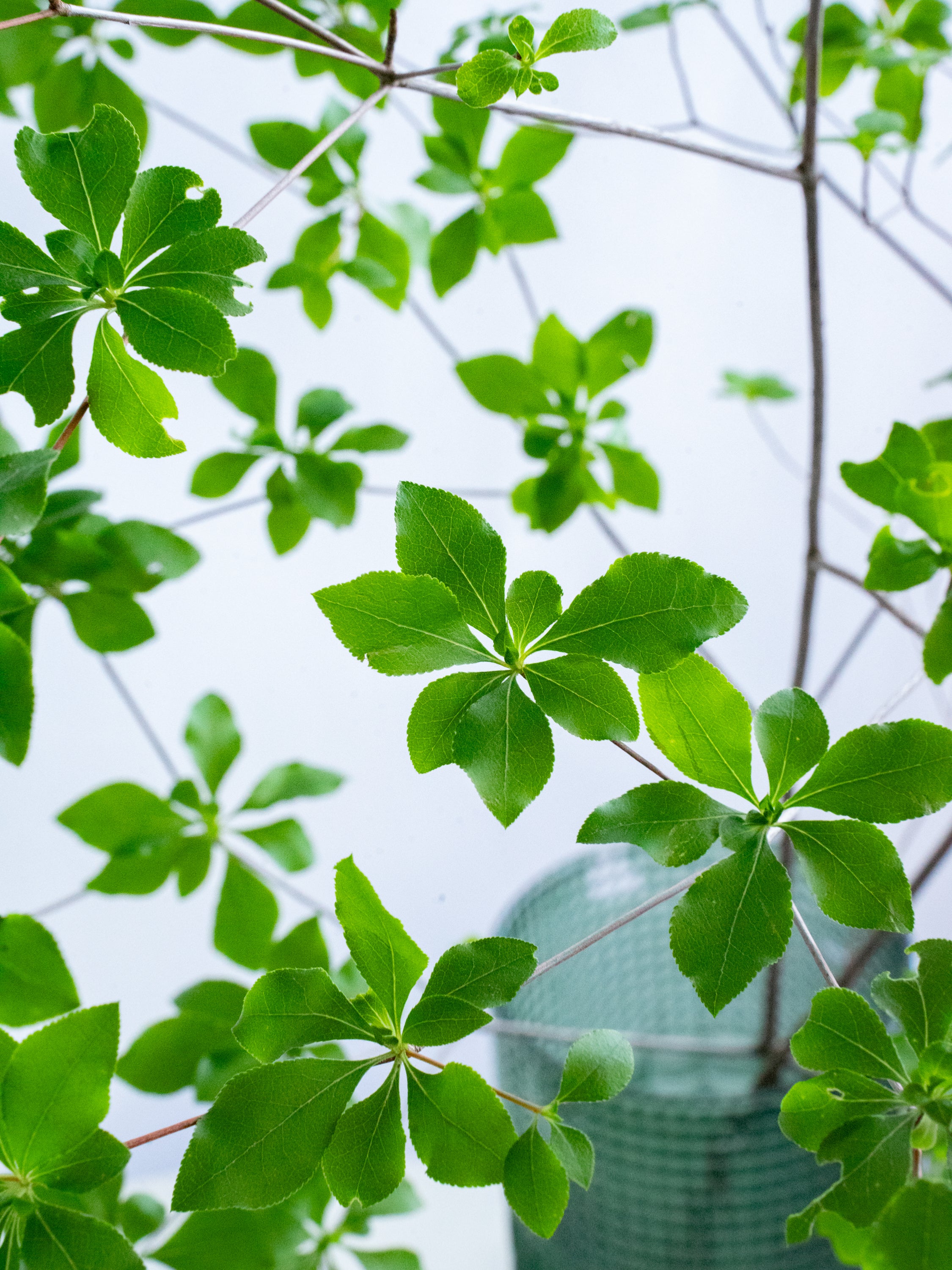ドウダンツツジ,植物/観葉植物 ドウダンツツジの観葉植物 造花専門店プリマ | フェイクグリーン 落葉樹