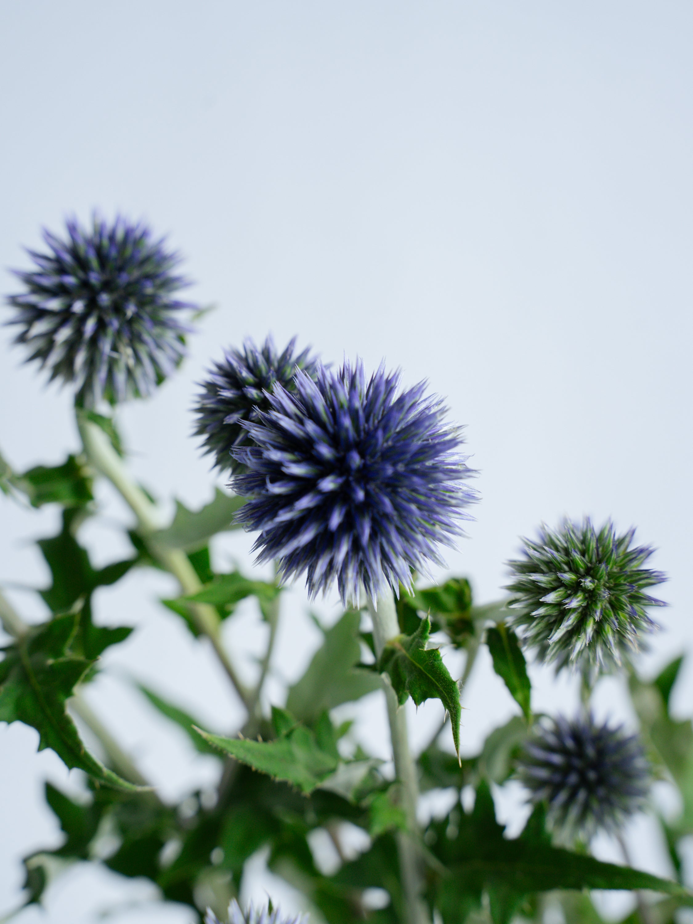 6/7〜6/11到着】ルリタマアザミ 5本 | 観葉植物・お花の通販 AND