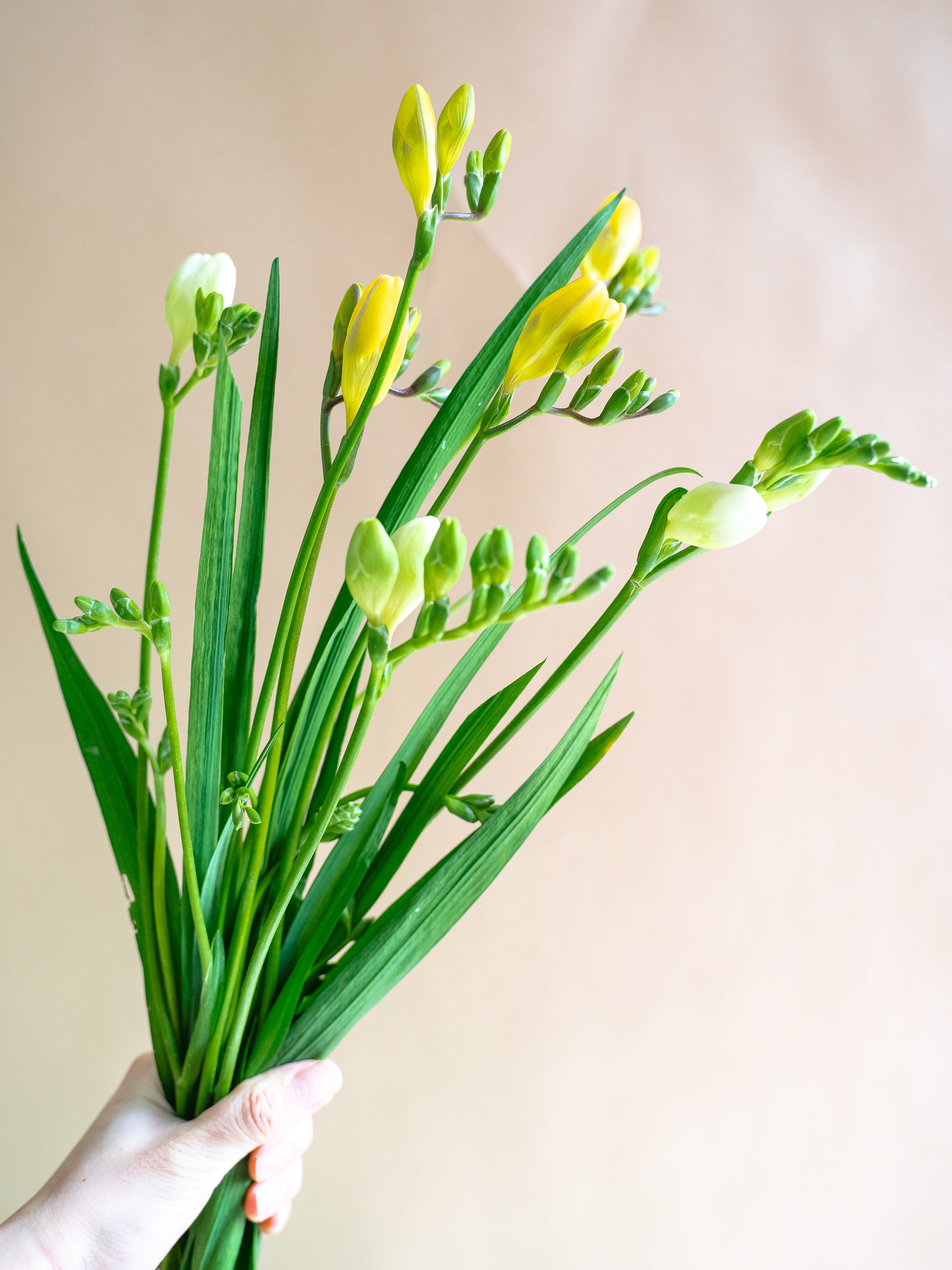 1/21〜1/23到着】フリージアMIX 7本 | 観葉植物・お花の通販 AND