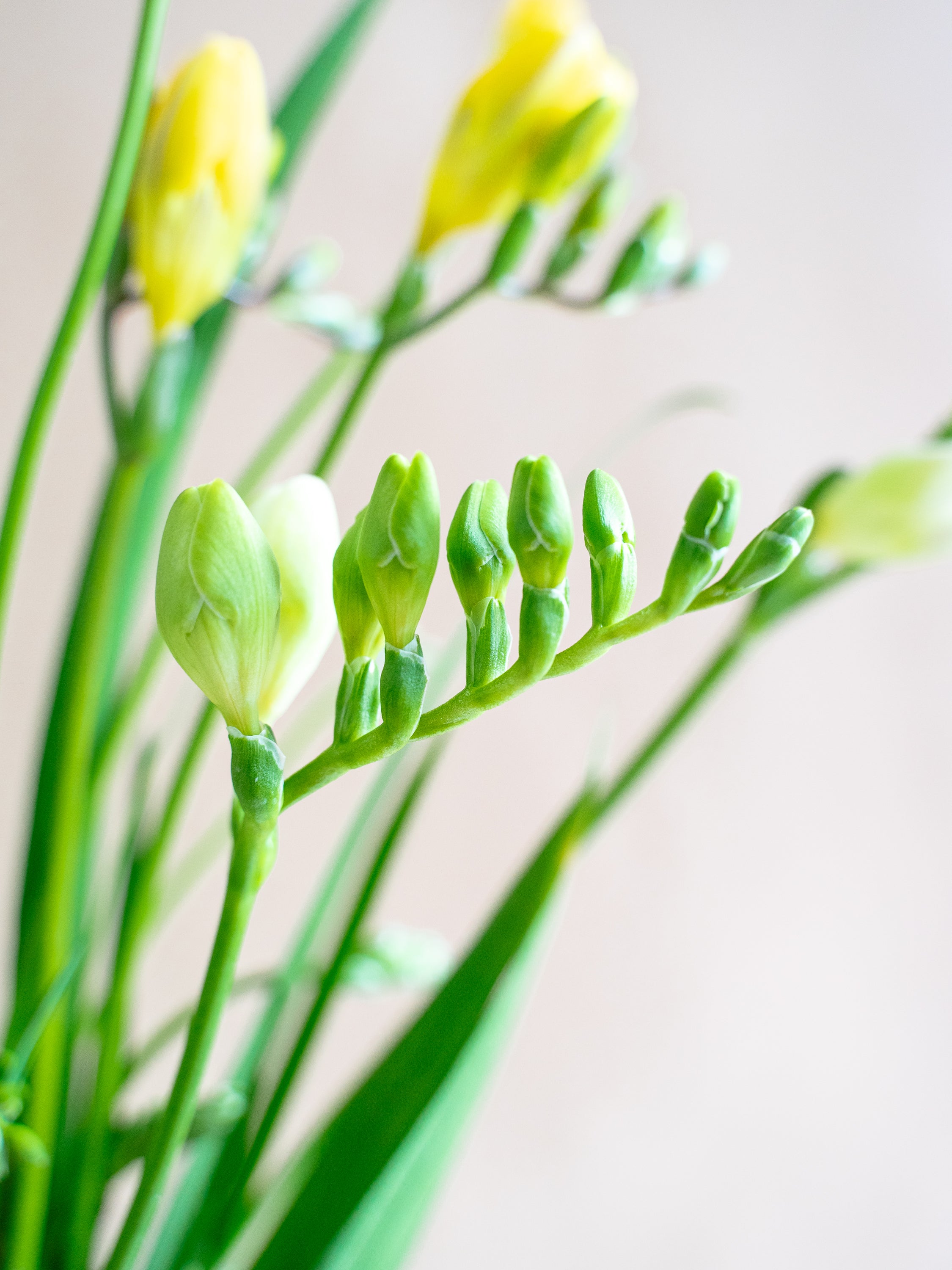 1/21〜1/23到着】フリージアMIX 7本 | 観葉植物・お花の通販 AND