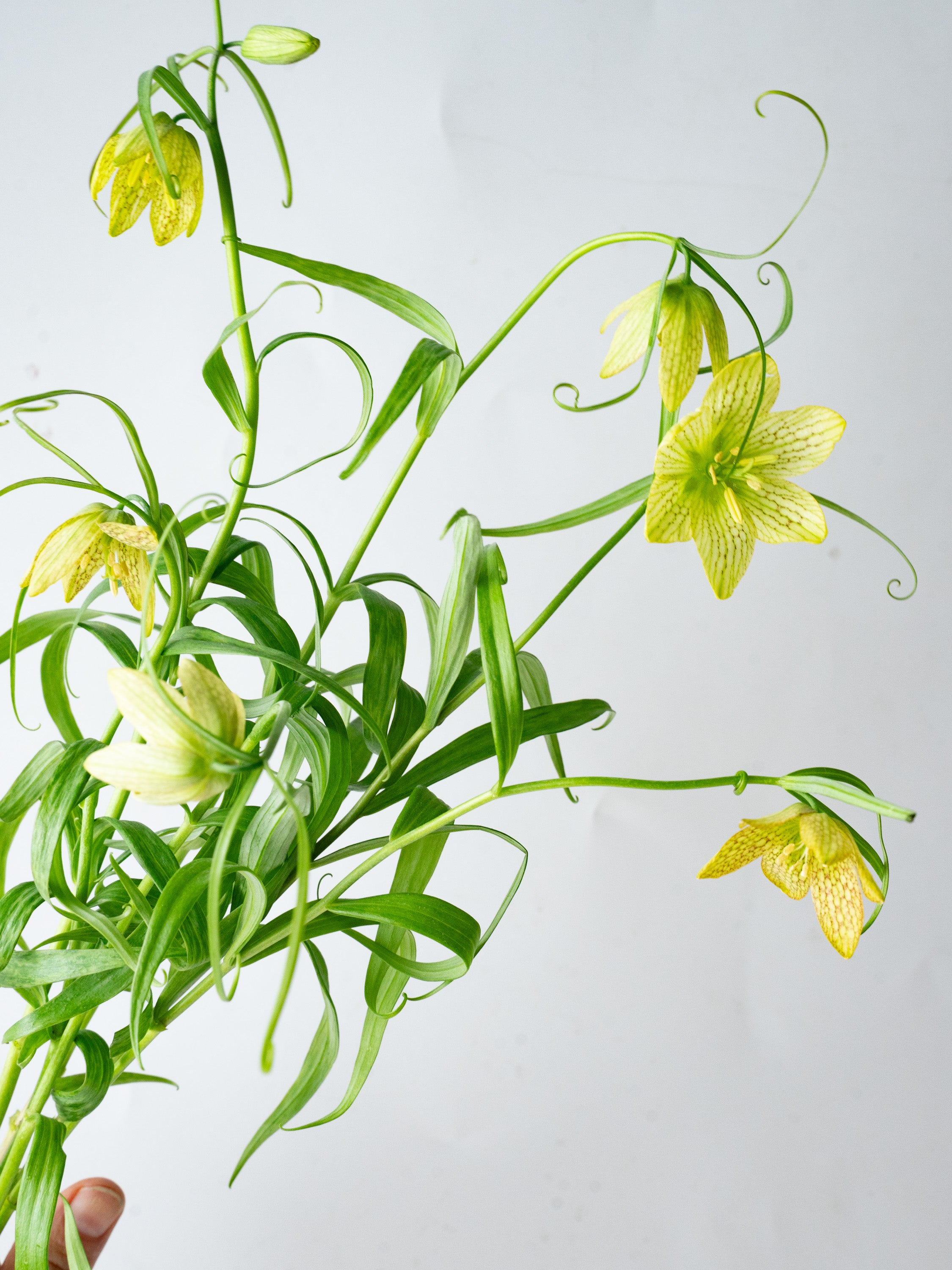 3/11〜3/14到着】バイモユリ 6本 | 観葉植物・お花の通販 AND PLANTS