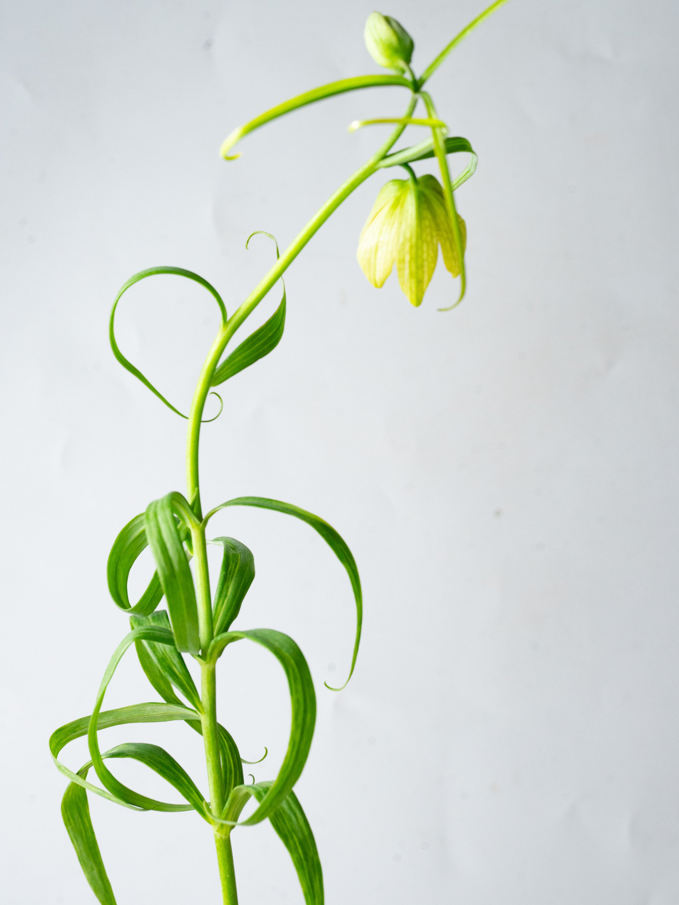 3/11〜3/14到着】バイモユリ 6本 | 観葉植物・お花の通販 AND PLANTS