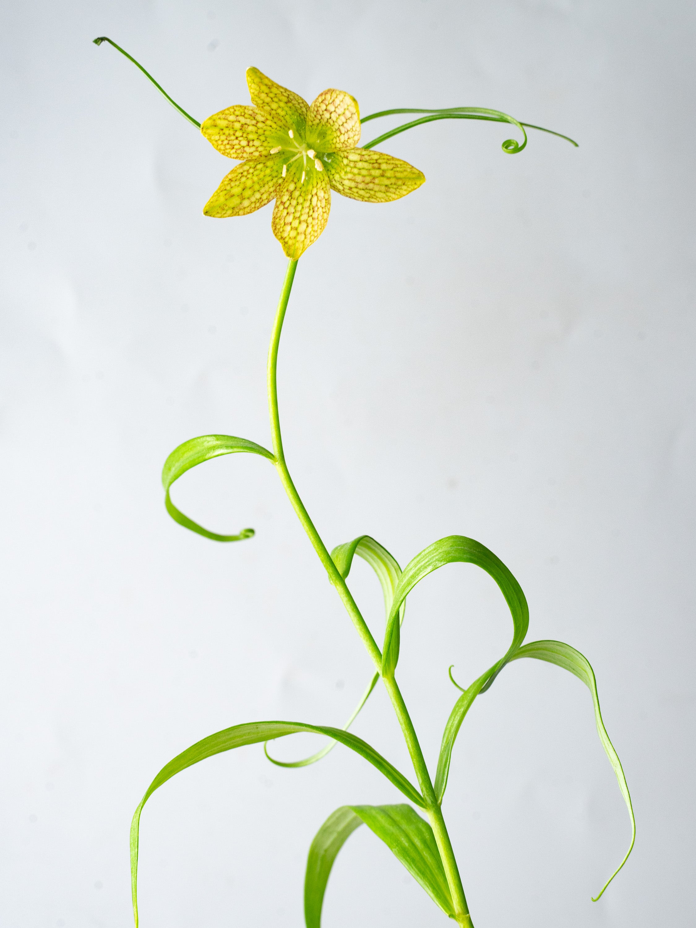 3/11〜3/14到着】バイモユリ 6本 | 観葉植物・お花の通販 AND PLANTS