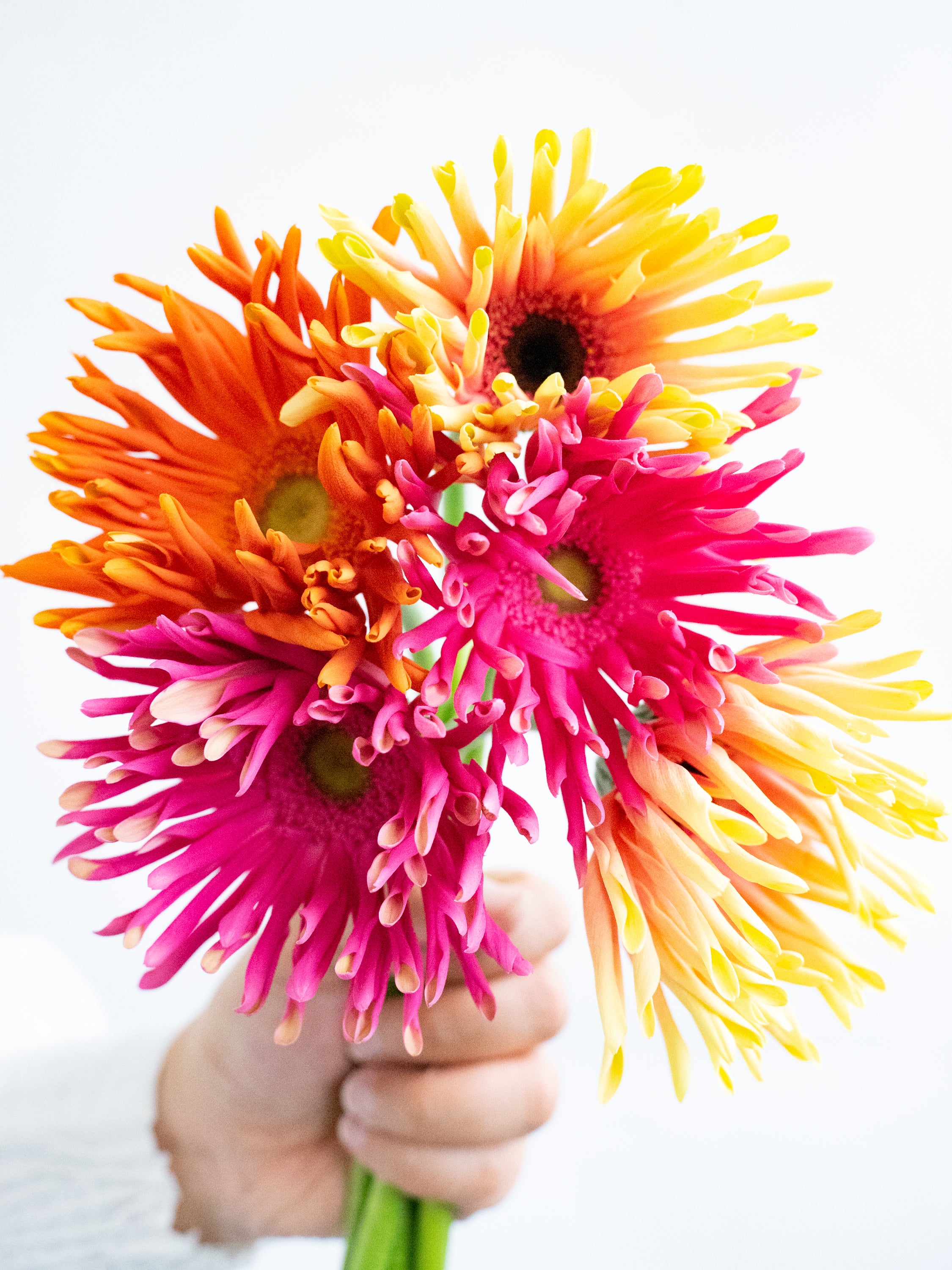 ガーベラ パスタ ミックス 5本